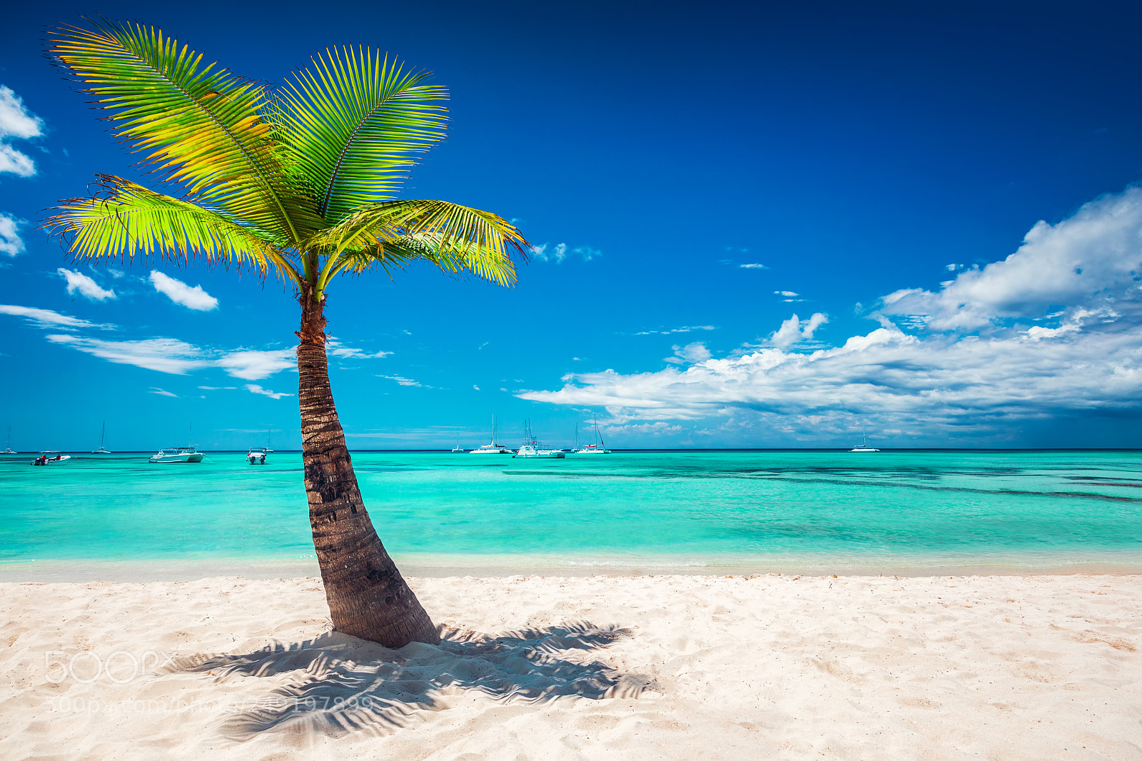 Canon EOS 5D Mark IV sample photo. Palmtree and tropical beach photography