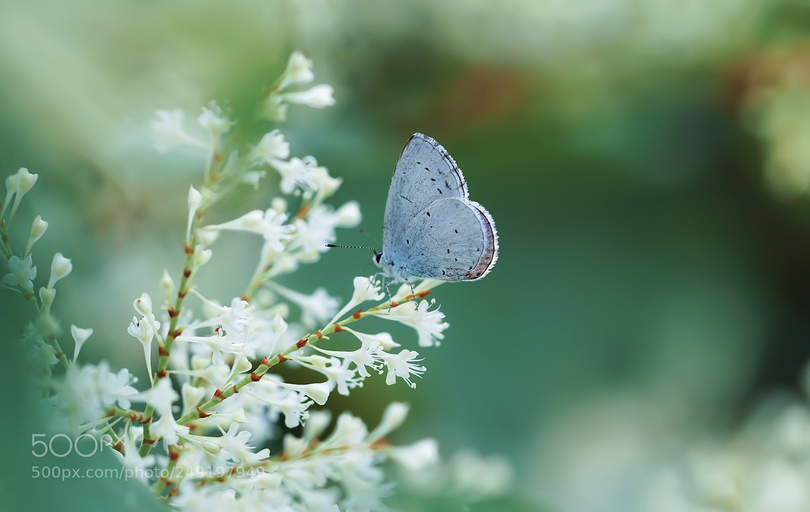 Sony a6000 sample photo. Blue butterfly photography