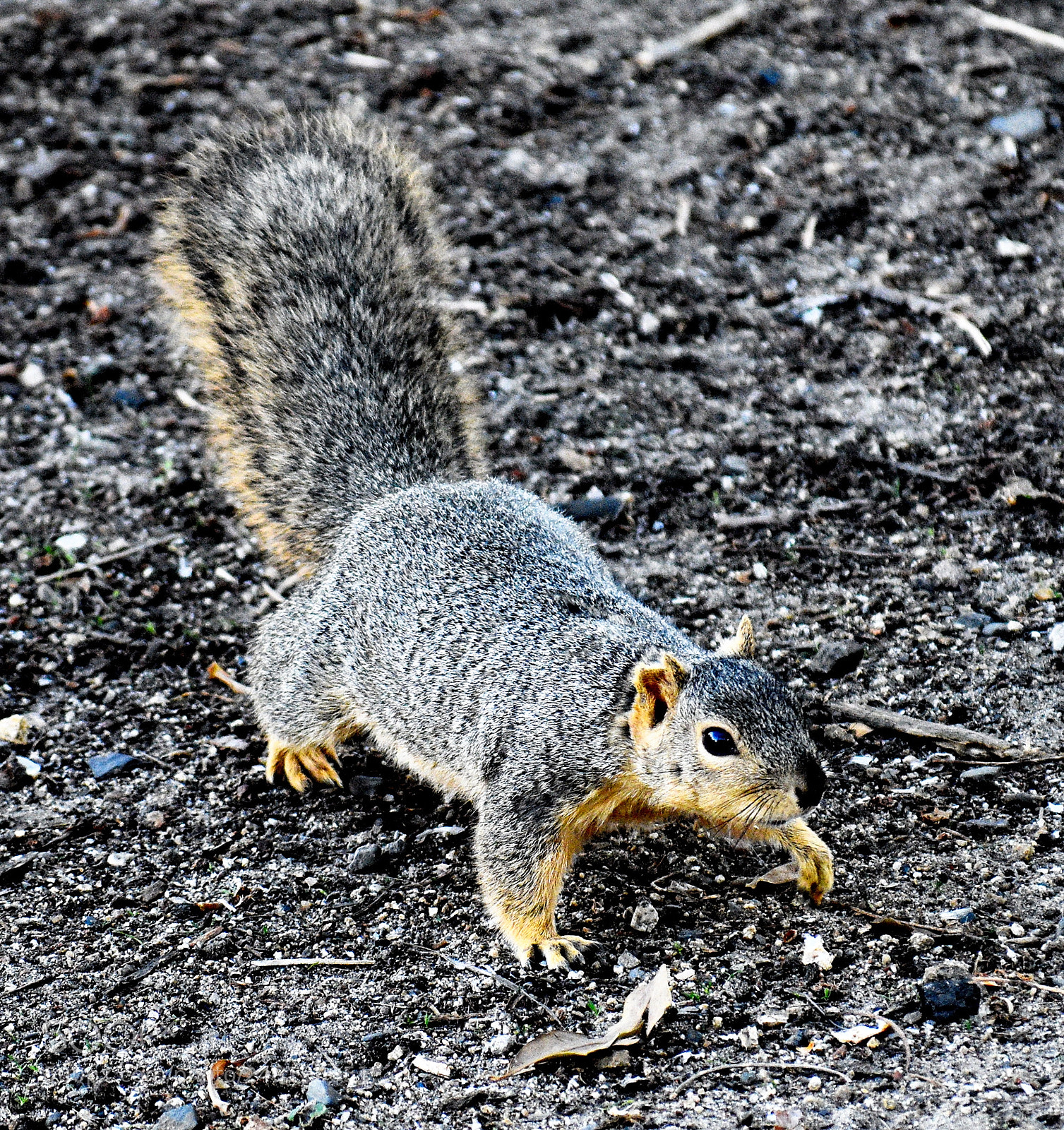 Nikon D7200 sample photo. Squirrel walking in the photography