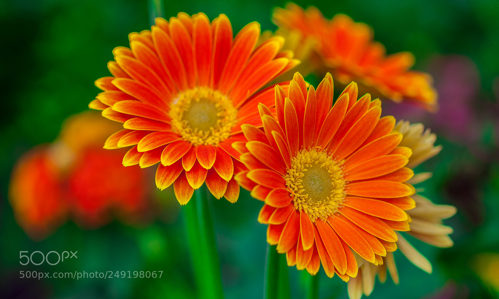 Nikon D5000 sample photo. Vivid.... photography