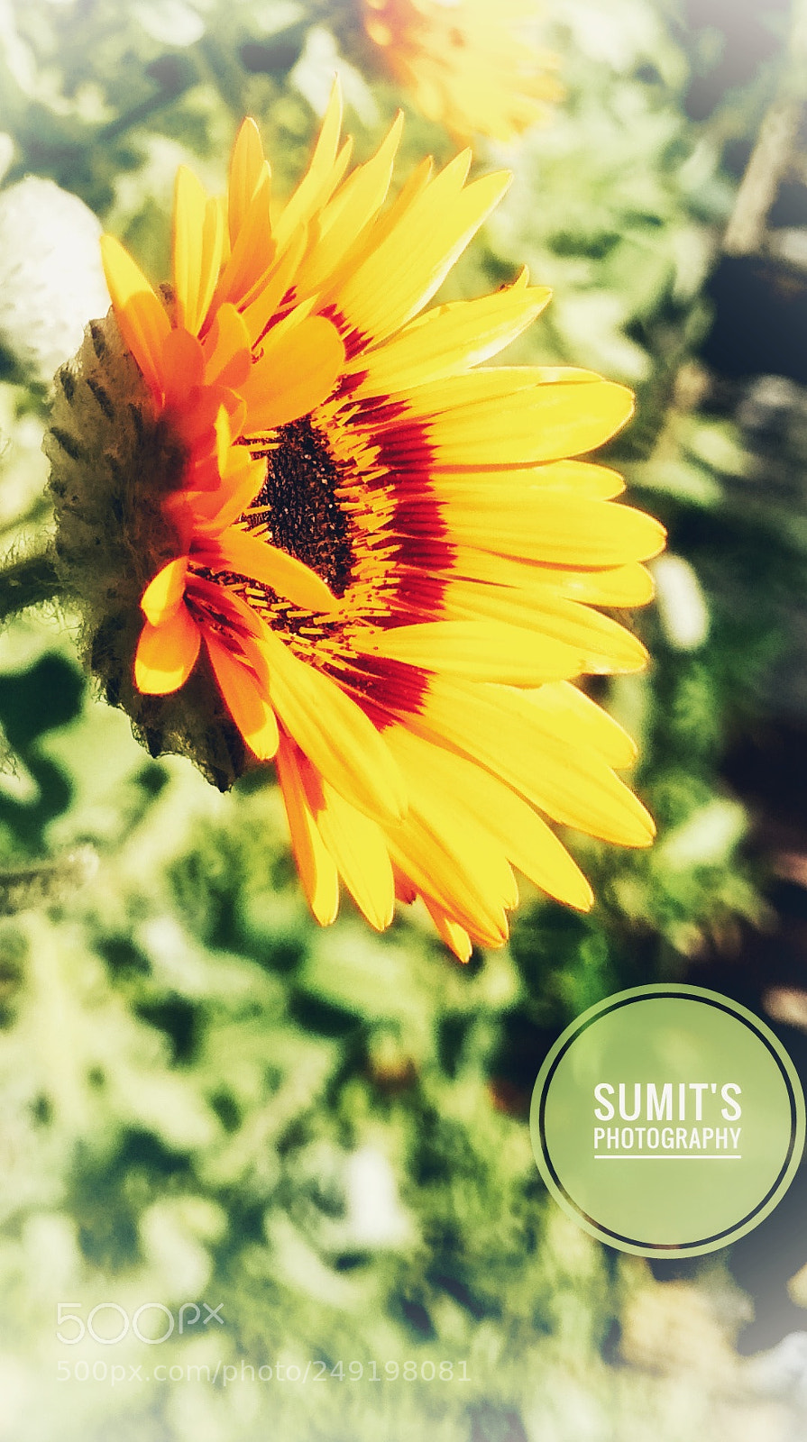 Xiaomi Redmi 4 Pro sample photo. Sunflower photography