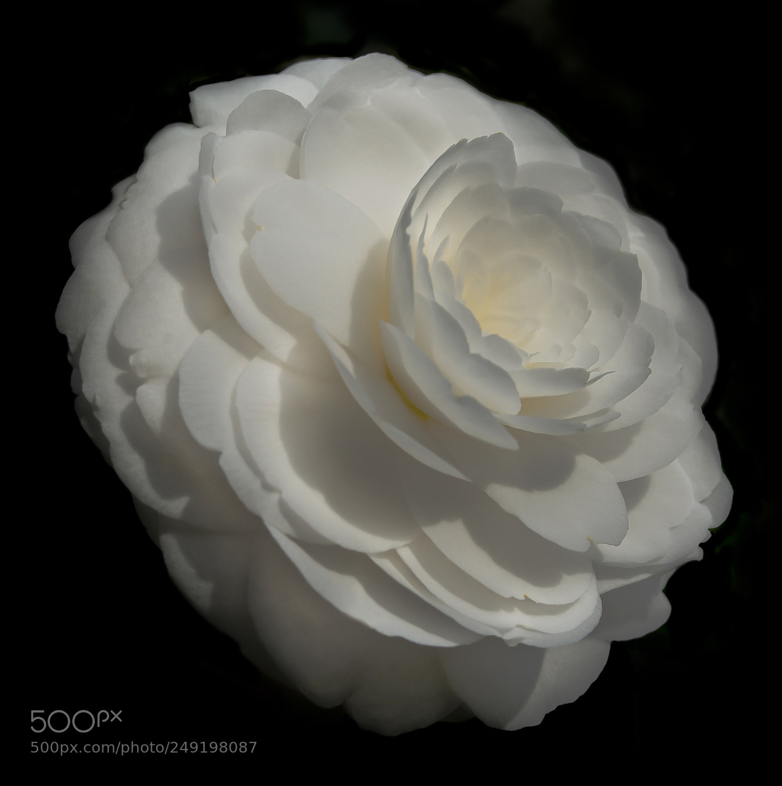 Nikon D610 sample photo. Camellia.jpg photography