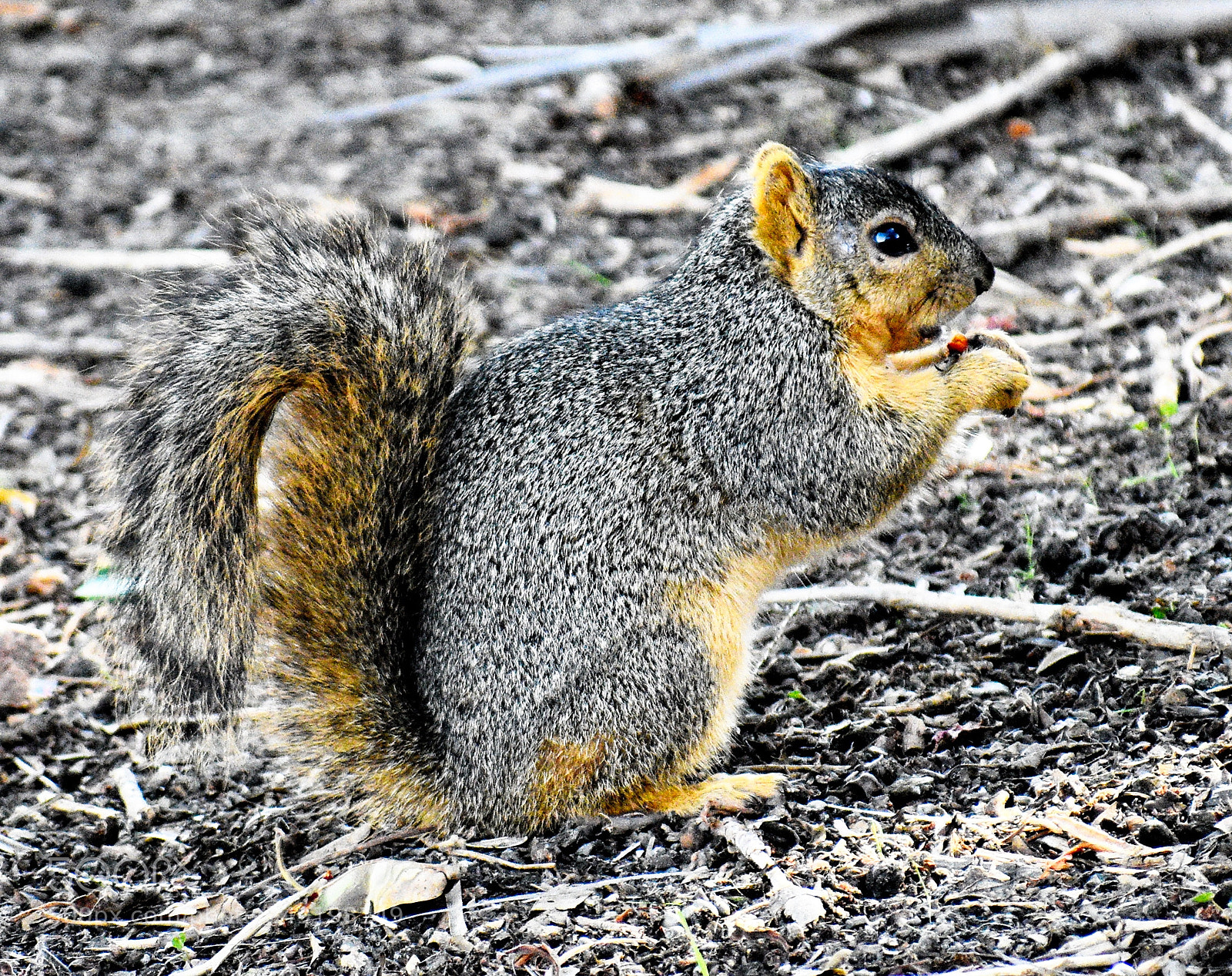 Nikon D7200 sample photo. Squirrel eating breakfast photography