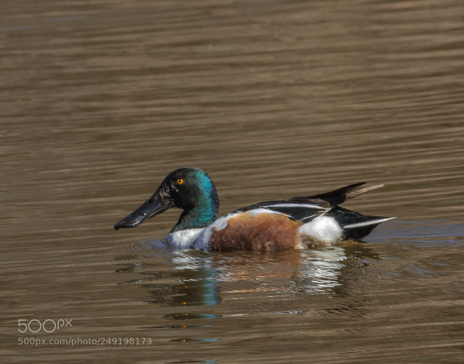 Canon EOS 600D (Rebel EOS T3i / EOS Kiss X5) sample photo. Male northern shoveler photography