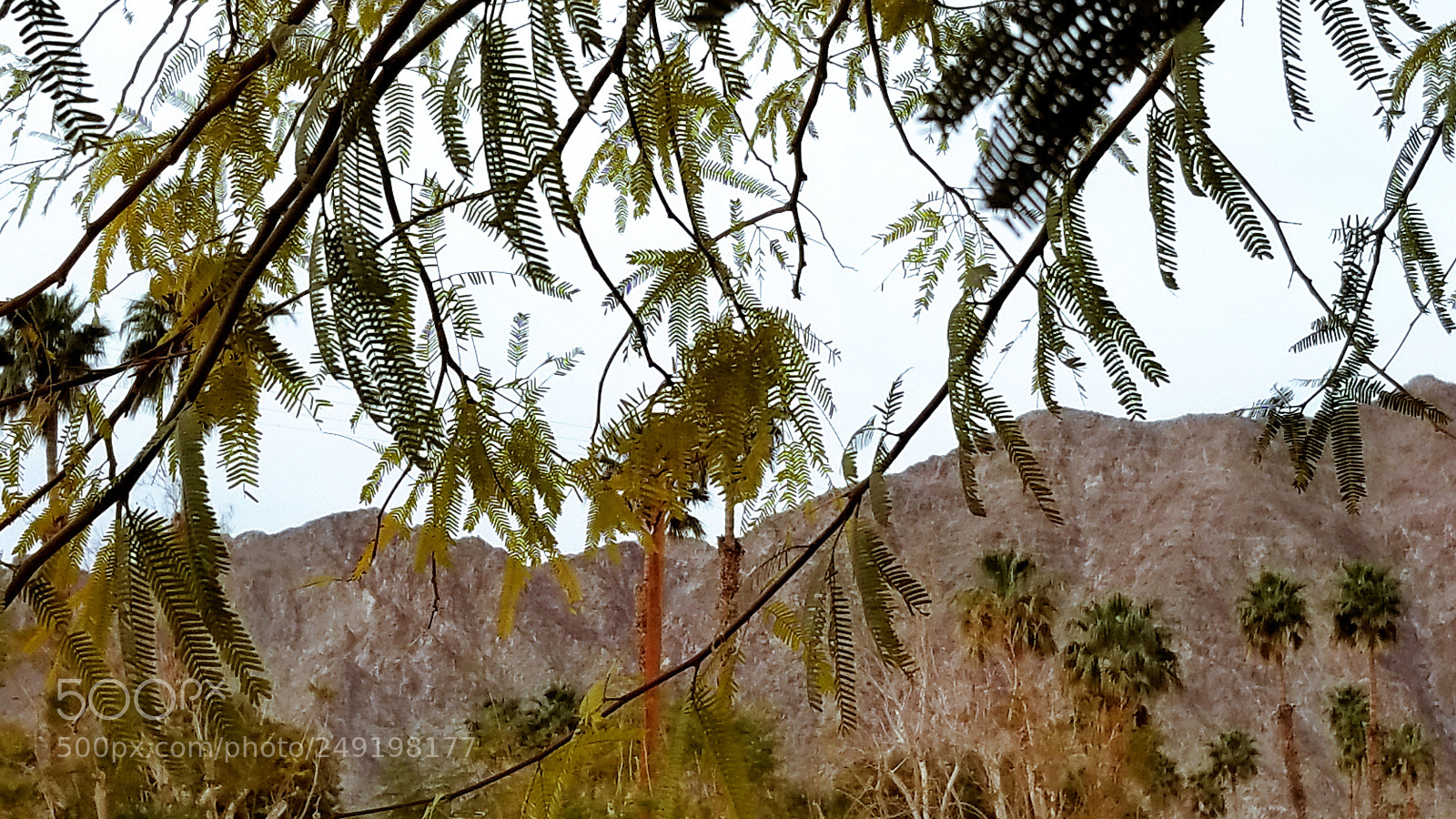 Samsung Galaxy S8+ sample photo. Desert oasis photography