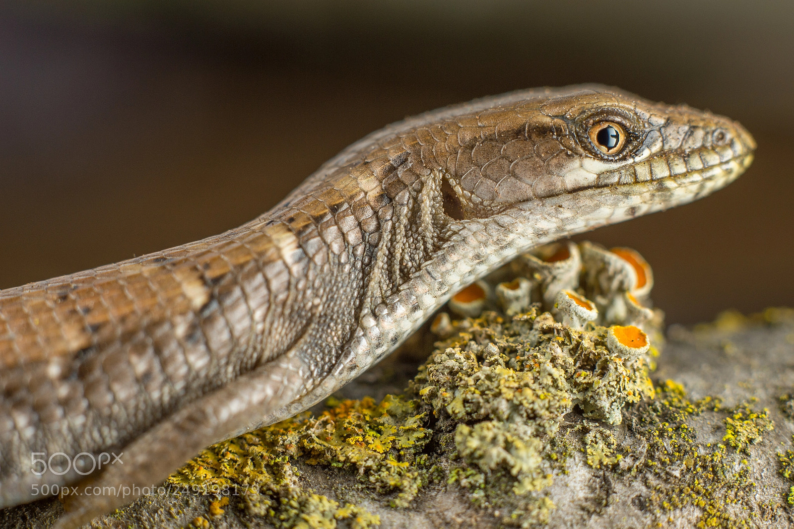 Nikon D4 sample photo. Juvenile southern alligator lizard photography