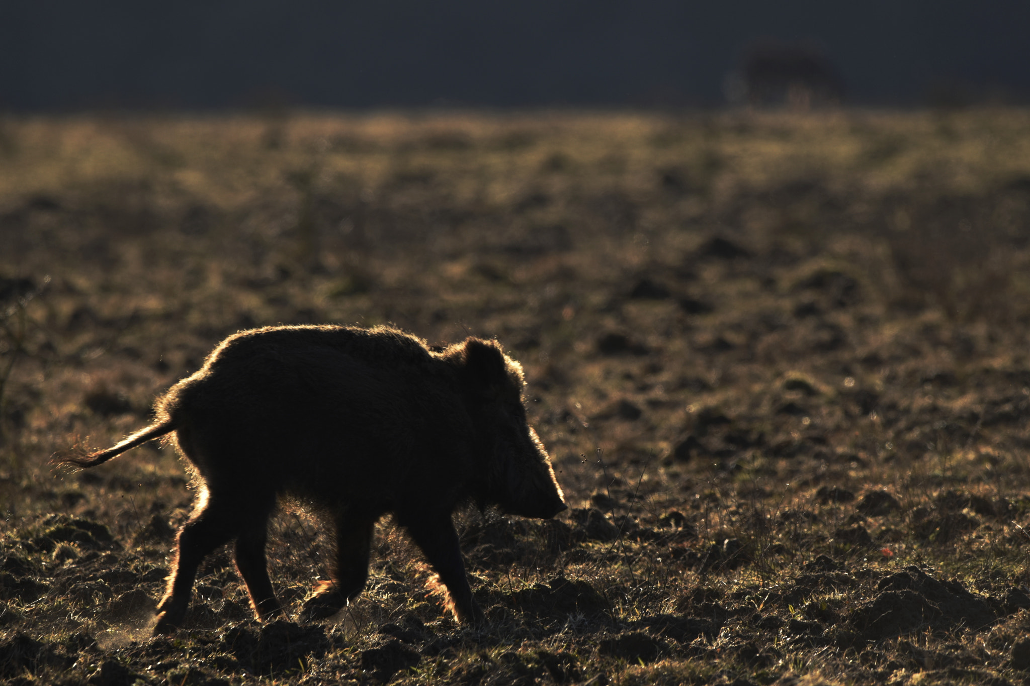 Nikon D5500 + Sigma 150-600mm F5-6.3 DG OS HSM | C sample photo. Wild boar with backlighting photography