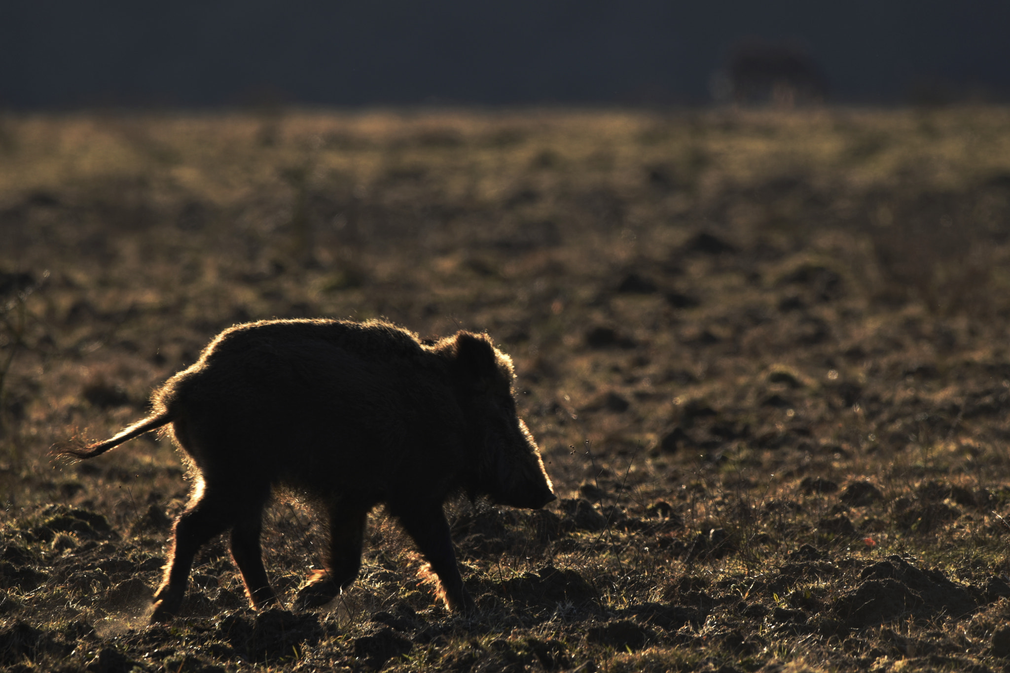 Sigma 150-600mm F5-6.3 DG OS HSM | C sample photo. Wild boar with backlighting photography