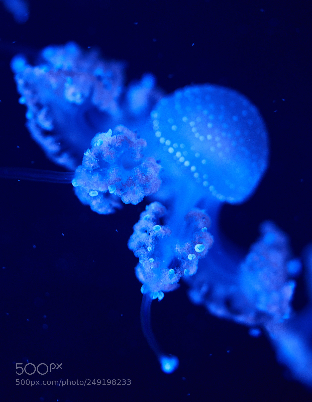 Sony a7R III sample photo. Jellyfish photography