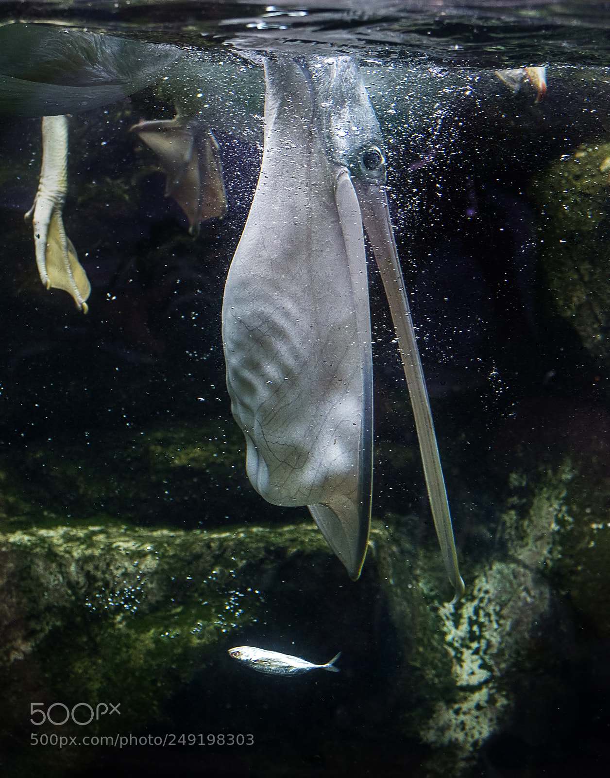 Nikon D500 sample photo. Dive in photography