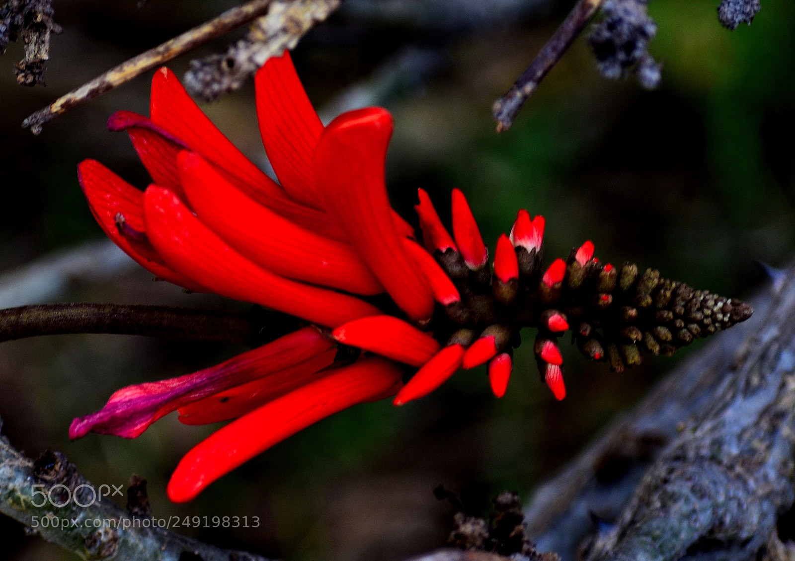 Nikon D7200 sample photo. Red pinecomb flower photography