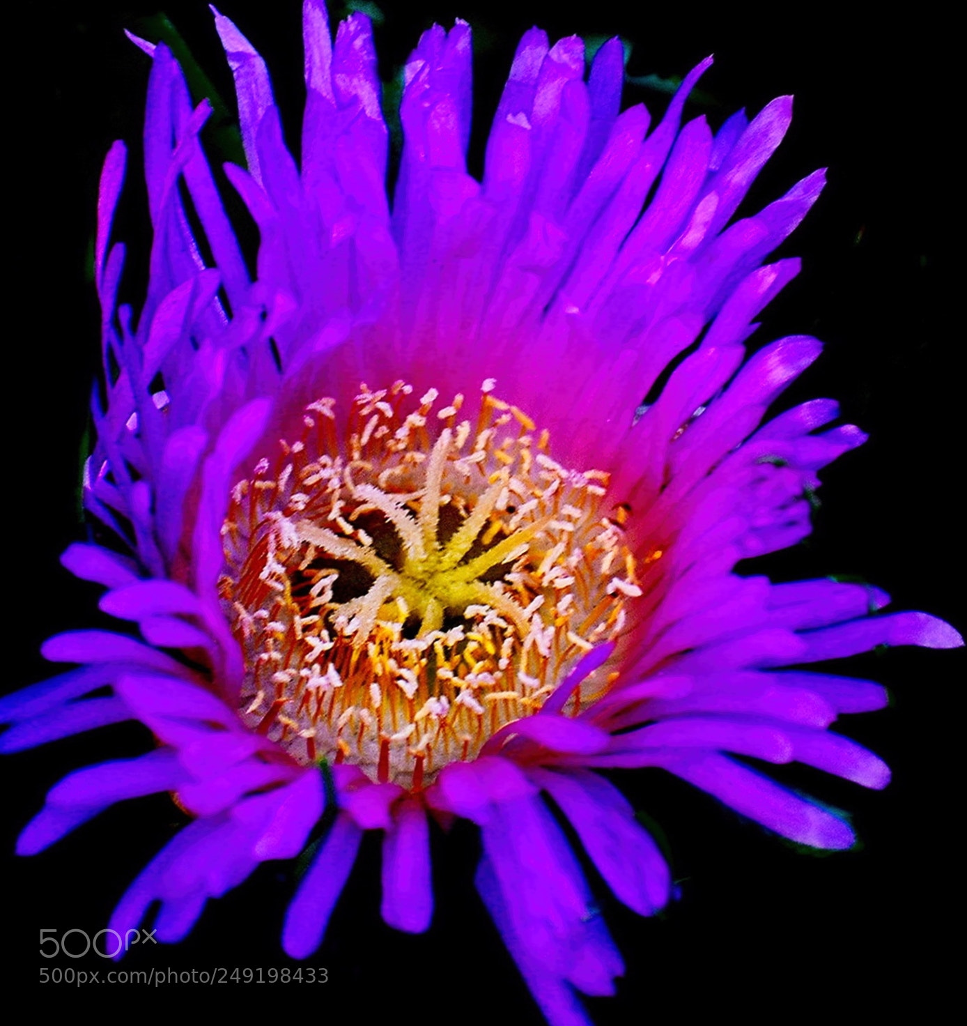 Nikon D7200 sample photo. Purple dandelion flower photography