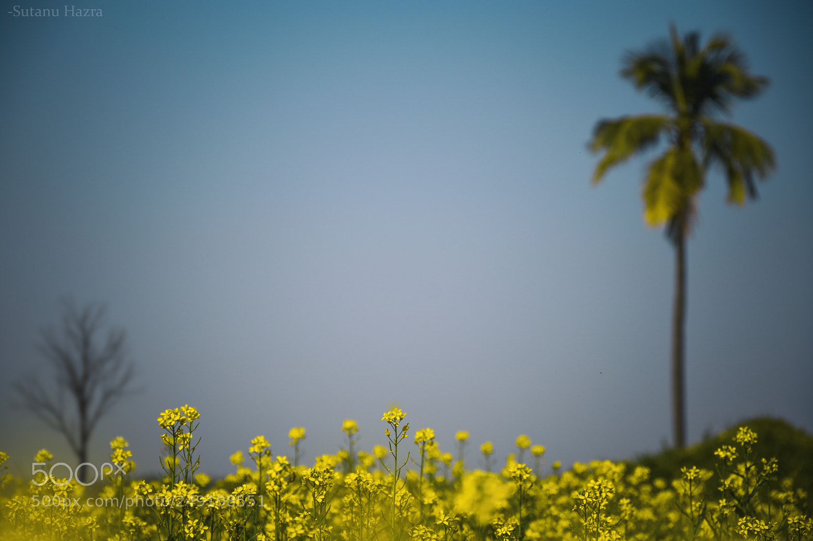 Nikon D7200 sample photo. Mustard plants  photography