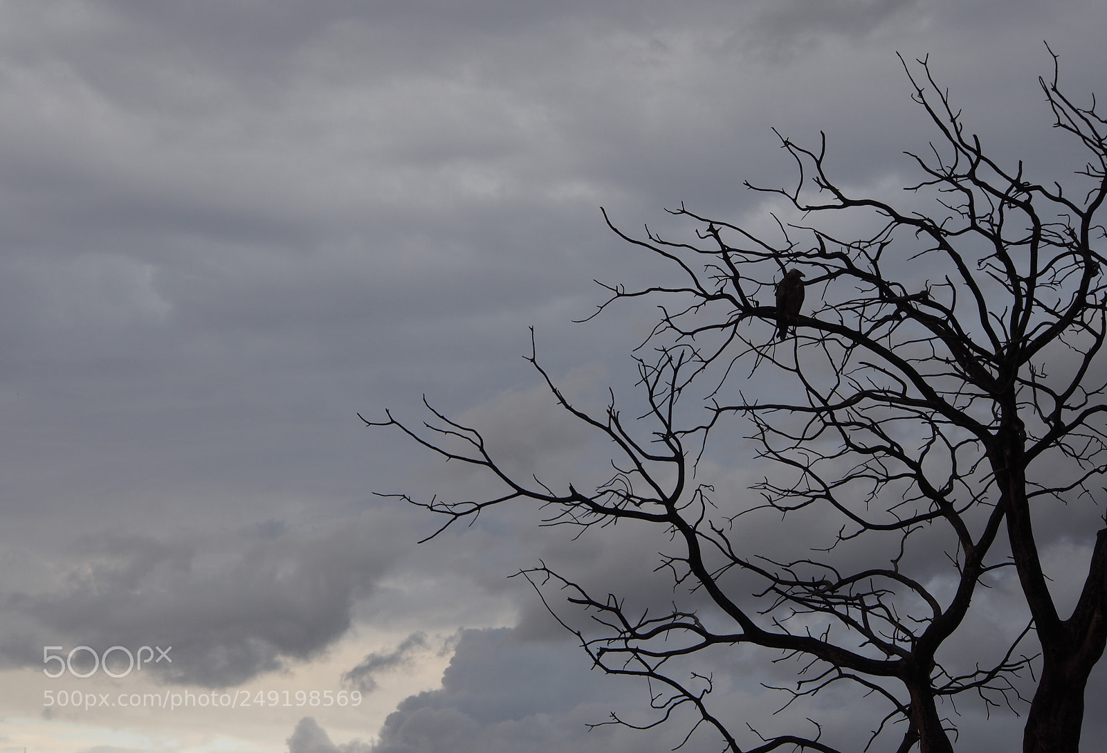 Olympus OM-D E-M5 sample photo. Savana tree photography