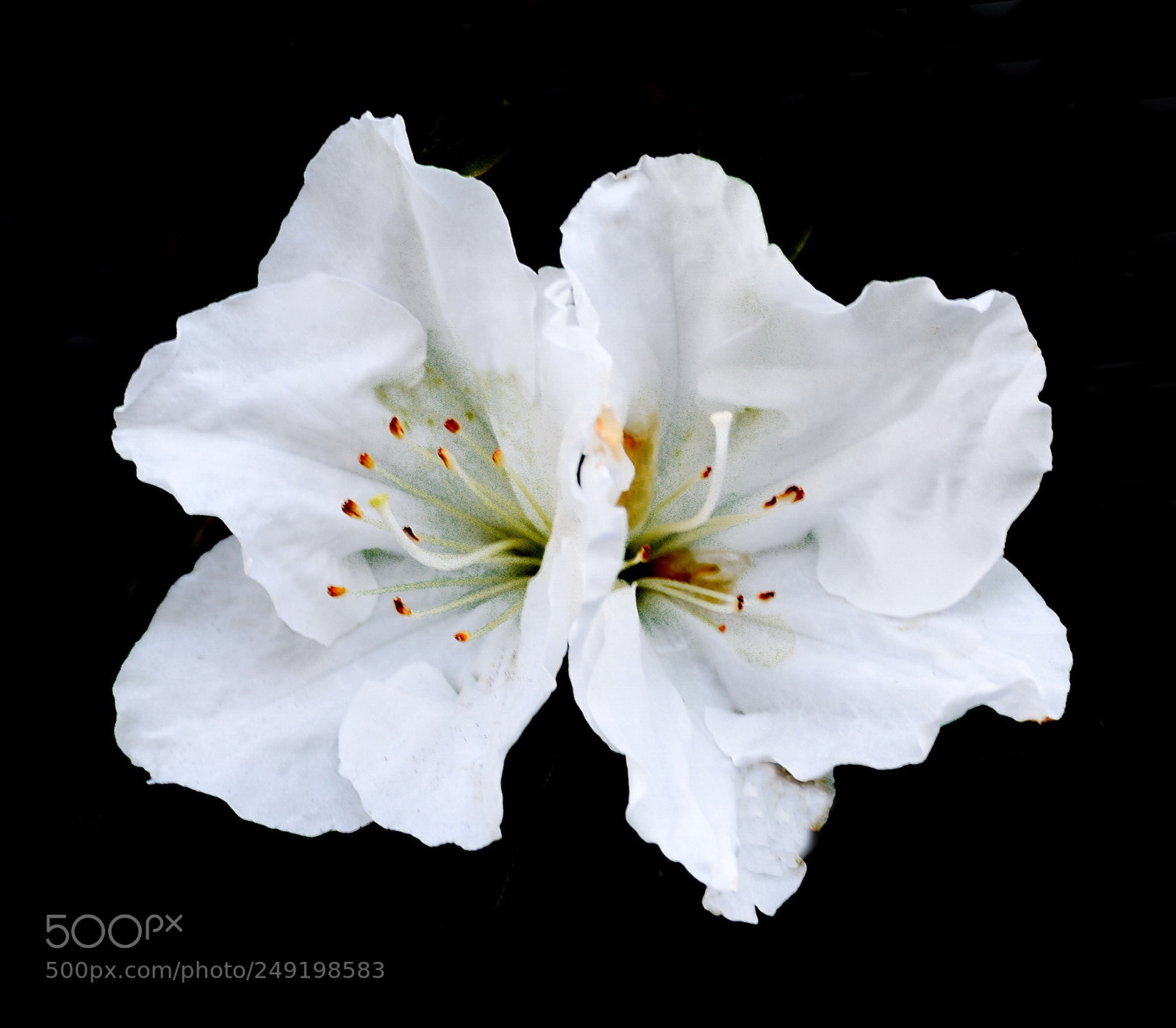 Nikon D7200 sample photo. Two white flowers in photography