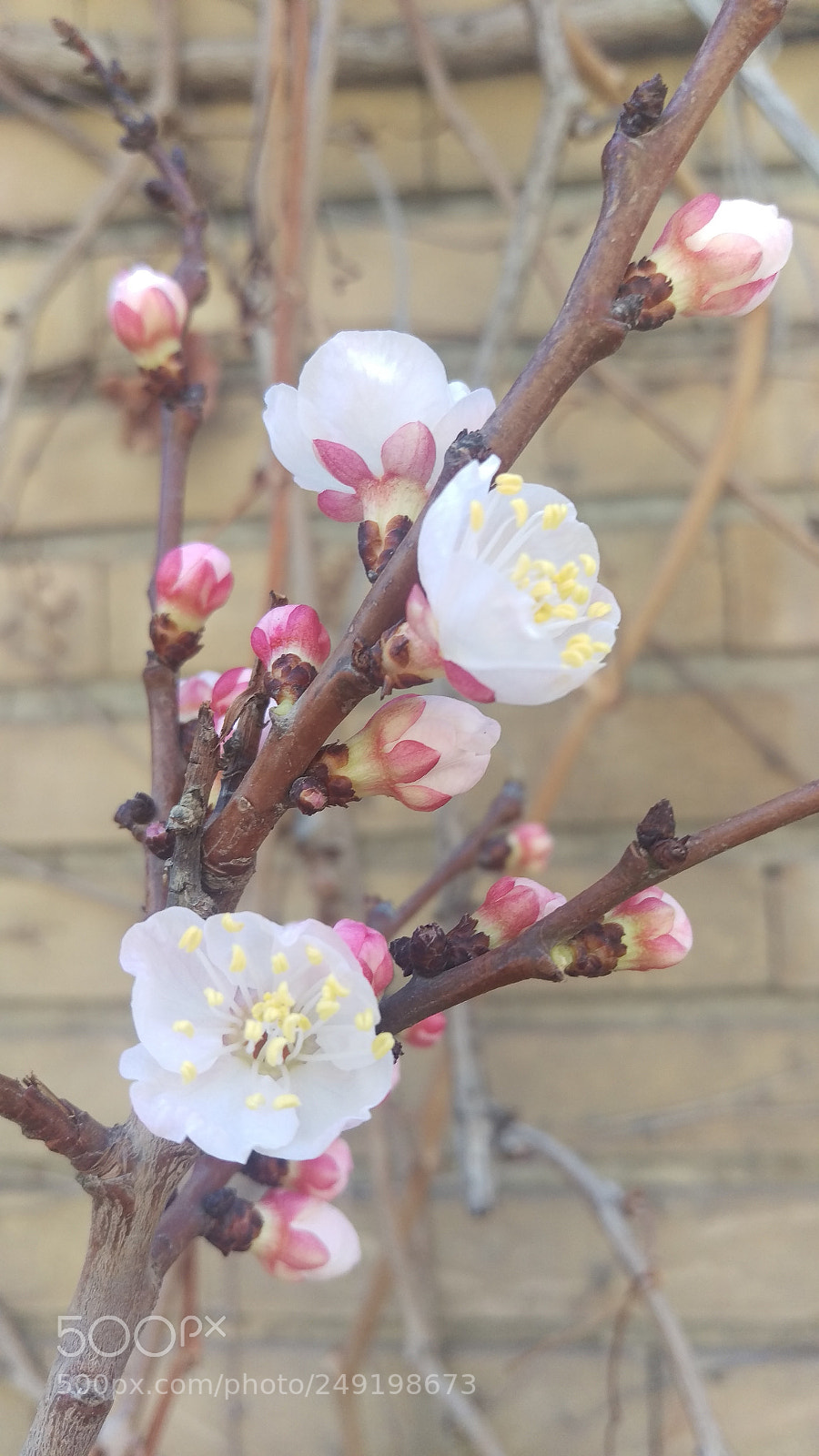 HTC ONE M9 sample photo. A family of blossoms photography