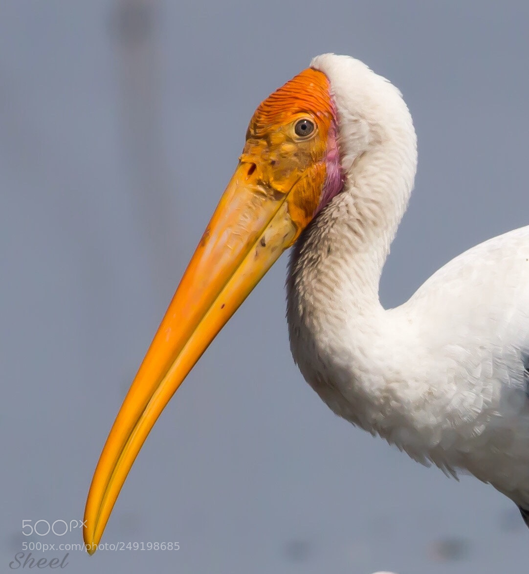 Canon EOS 600D (Rebel EOS T3i / EOS Kiss X5) sample photo. Painted stork photography
