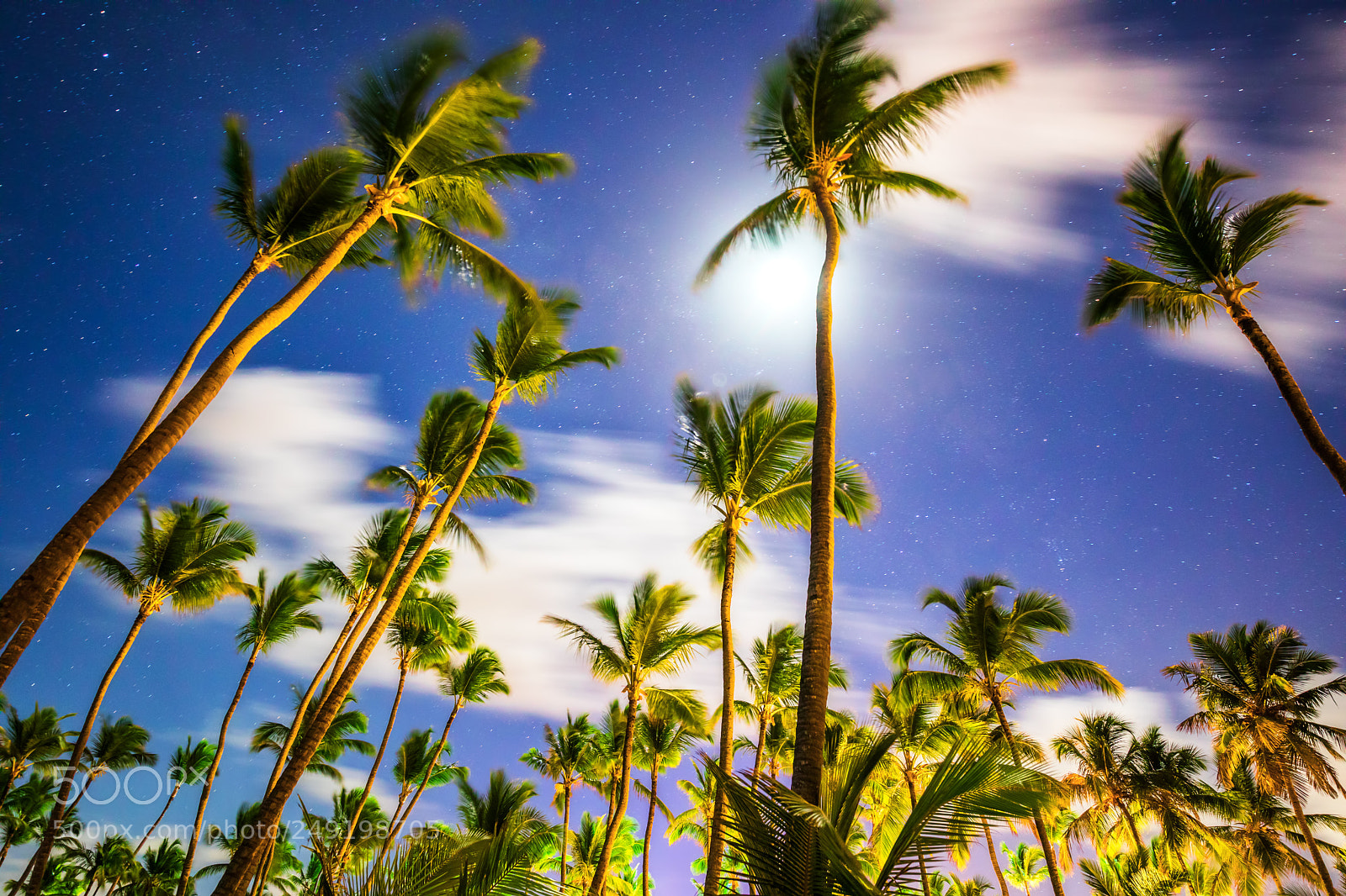 Canon EOS 5D Mark IV sample photo. Coconut palm trees perspective photography