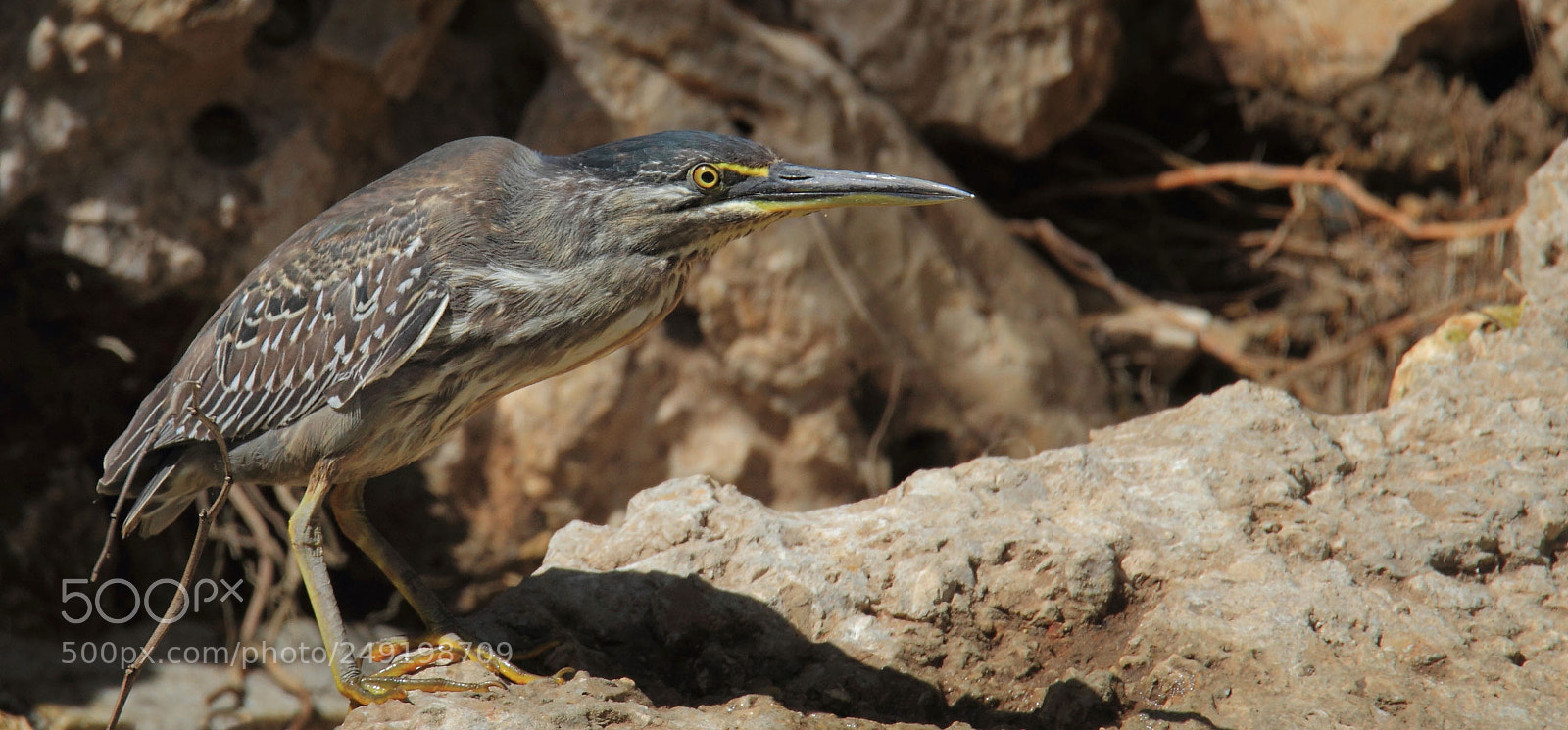 Canon EOS 7D sample photo. The striated heron butorides photography