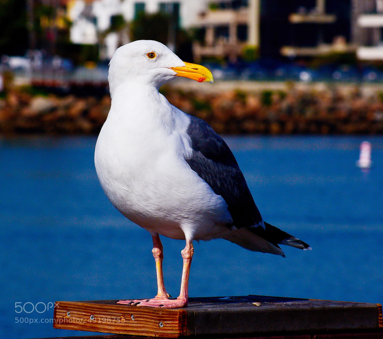 Nikon D7200 sample photo. Seagull looking at you photography