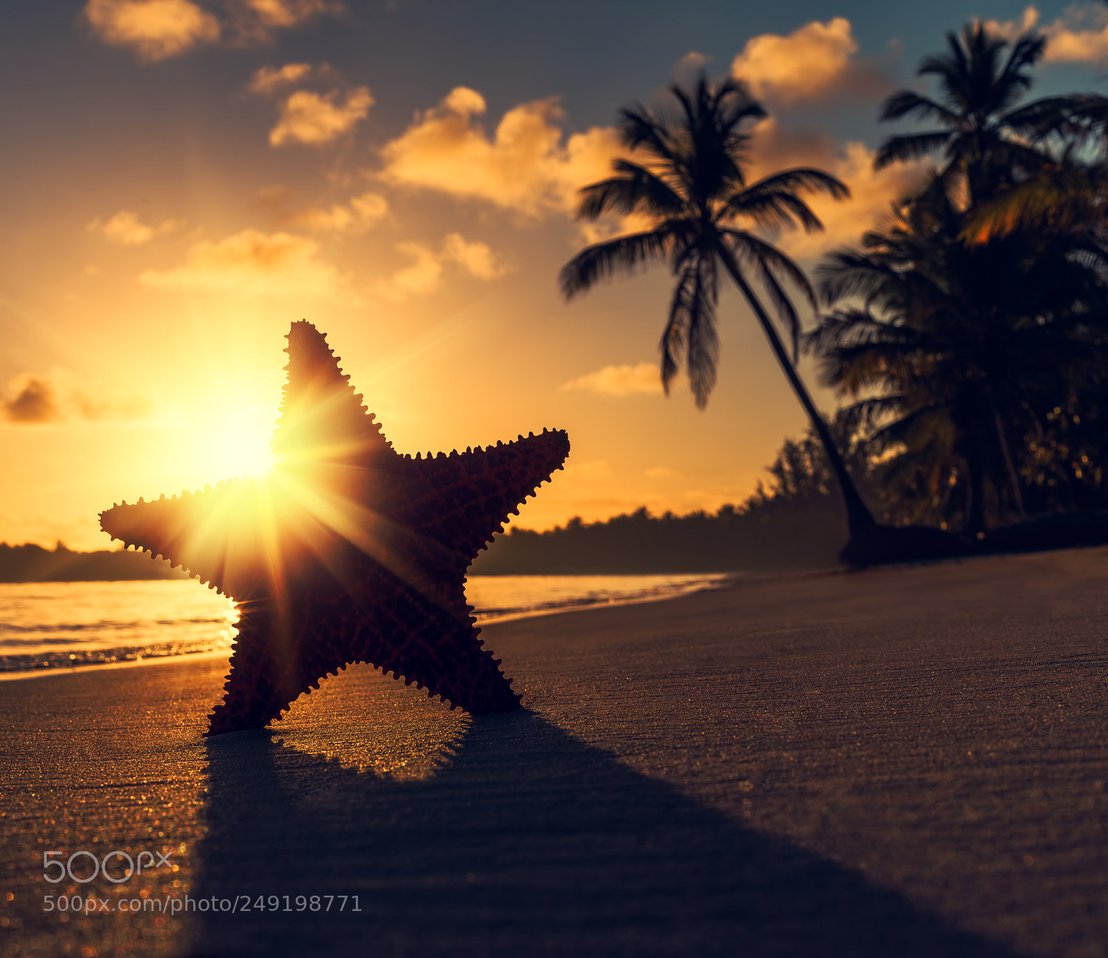 Canon EOS 5D Mark IV sample photo. Seastar or sea starfish photography