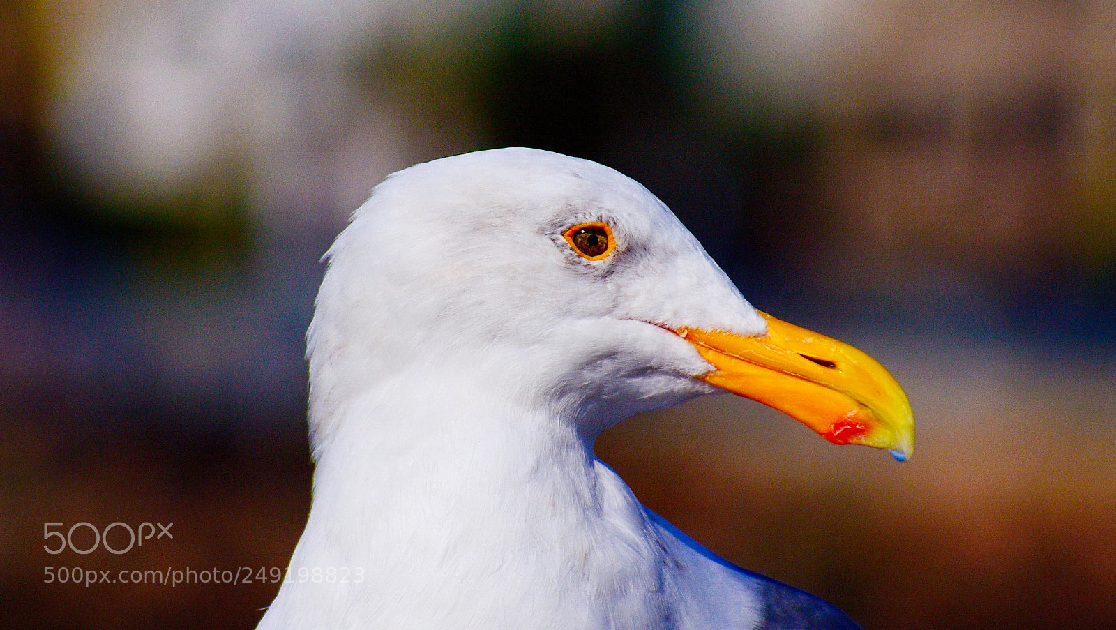 Nikon D7200 sample photo. Seagull portrait one photography