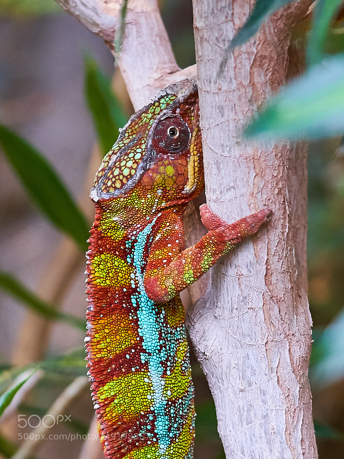 Sony a7R III sample photo. Cameleon photography