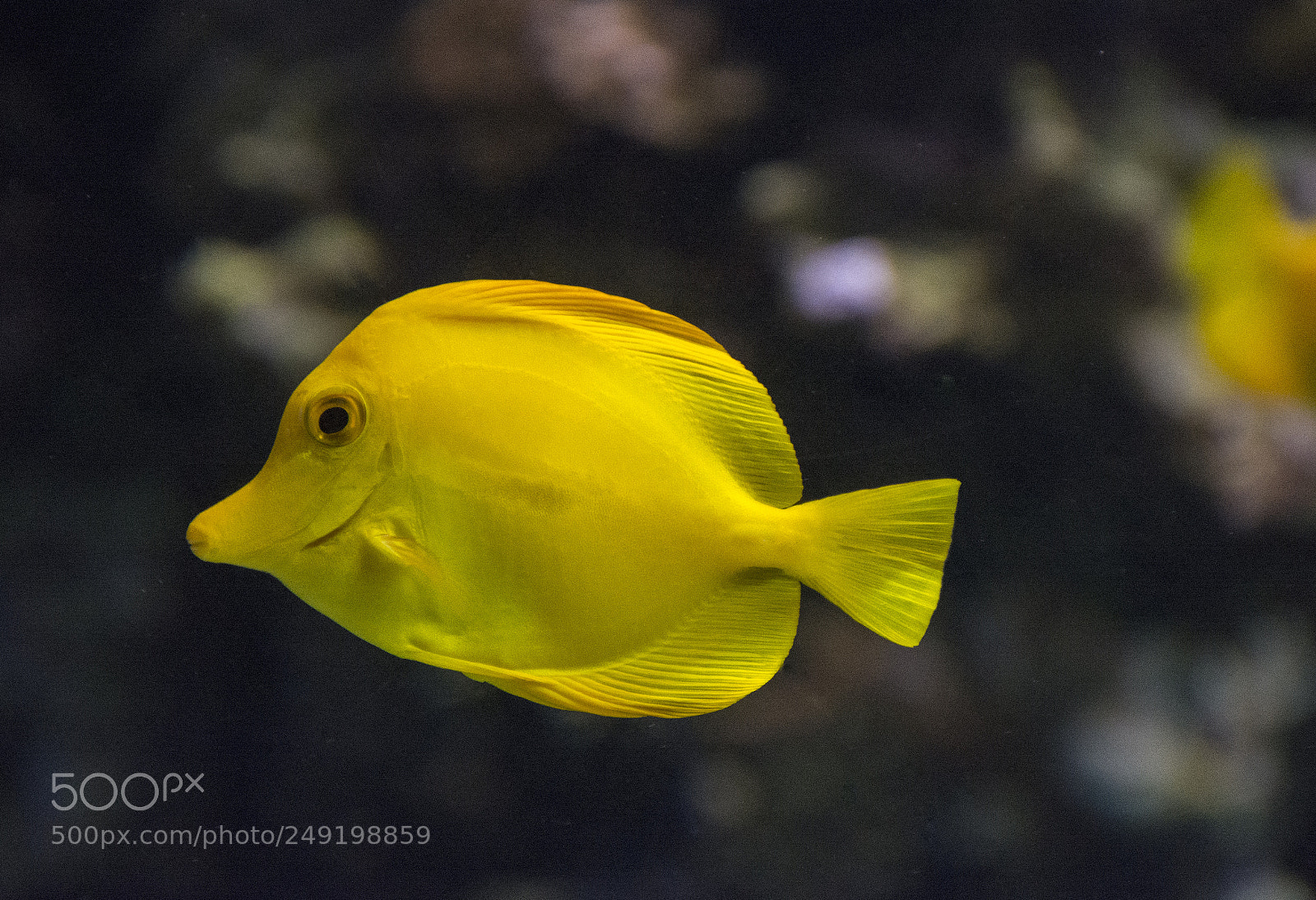 Nikon D7100 sample photo. Pesce photography