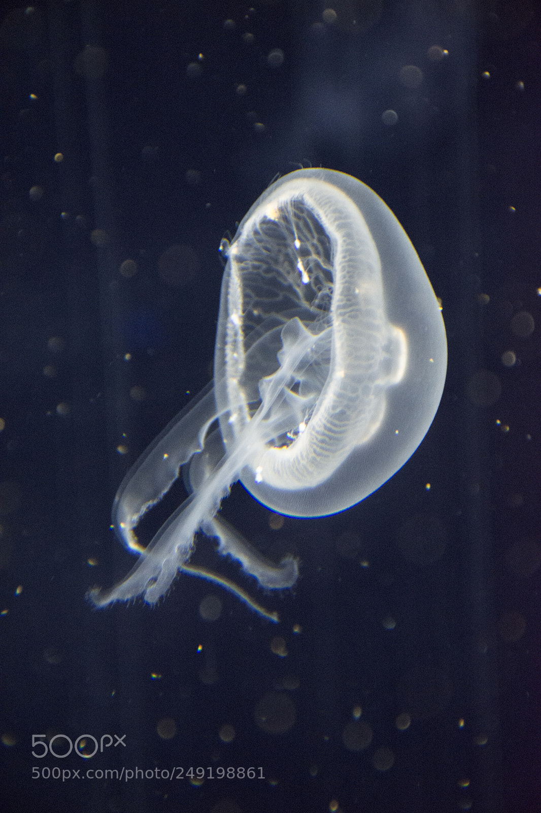 Nikon D7100 sample photo. Medusa photography