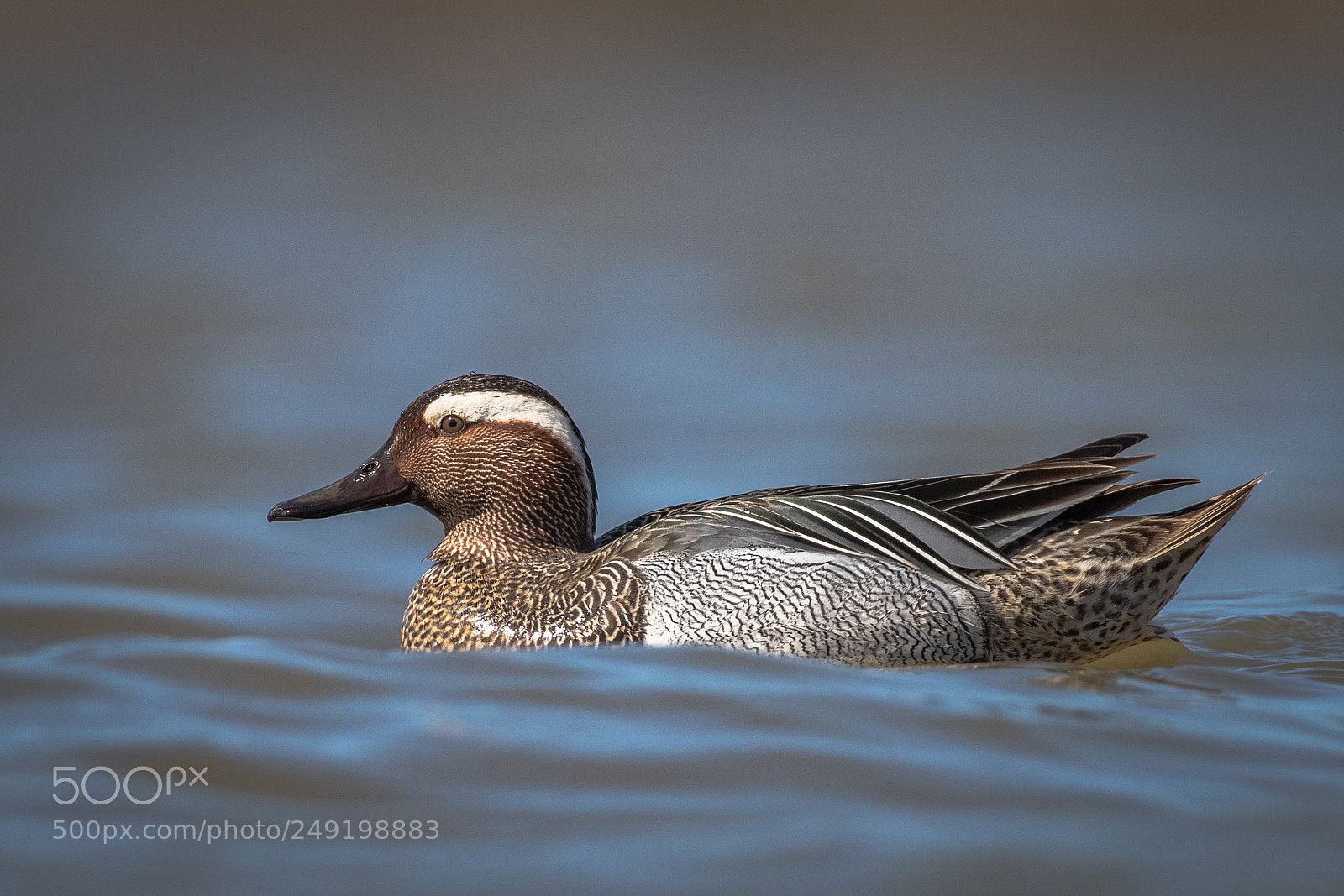 Canon EOS-1D X Mark II sample photo. Garganey photography