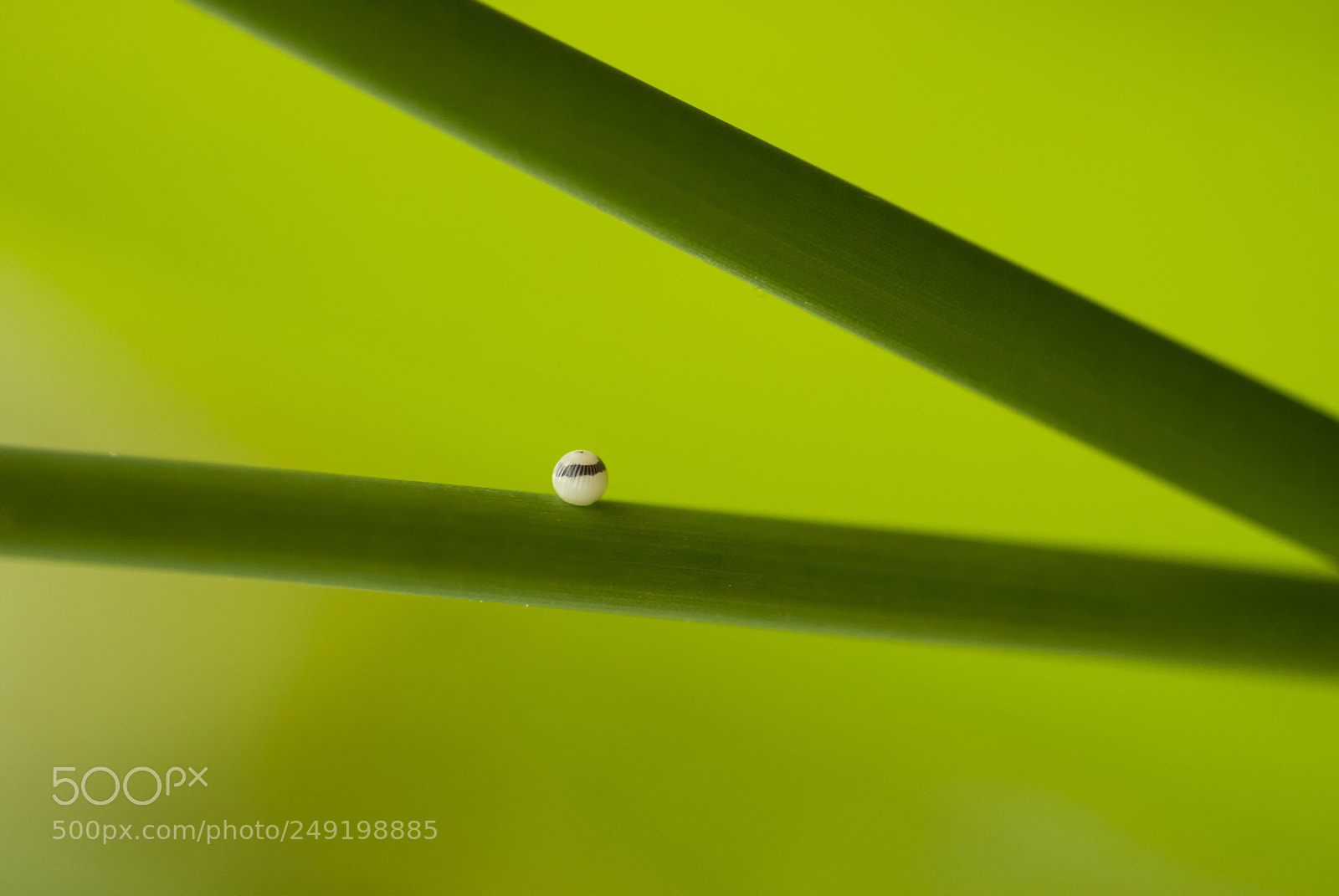 Sony Alpha DSLR-A100 sample photo. On the green? photography