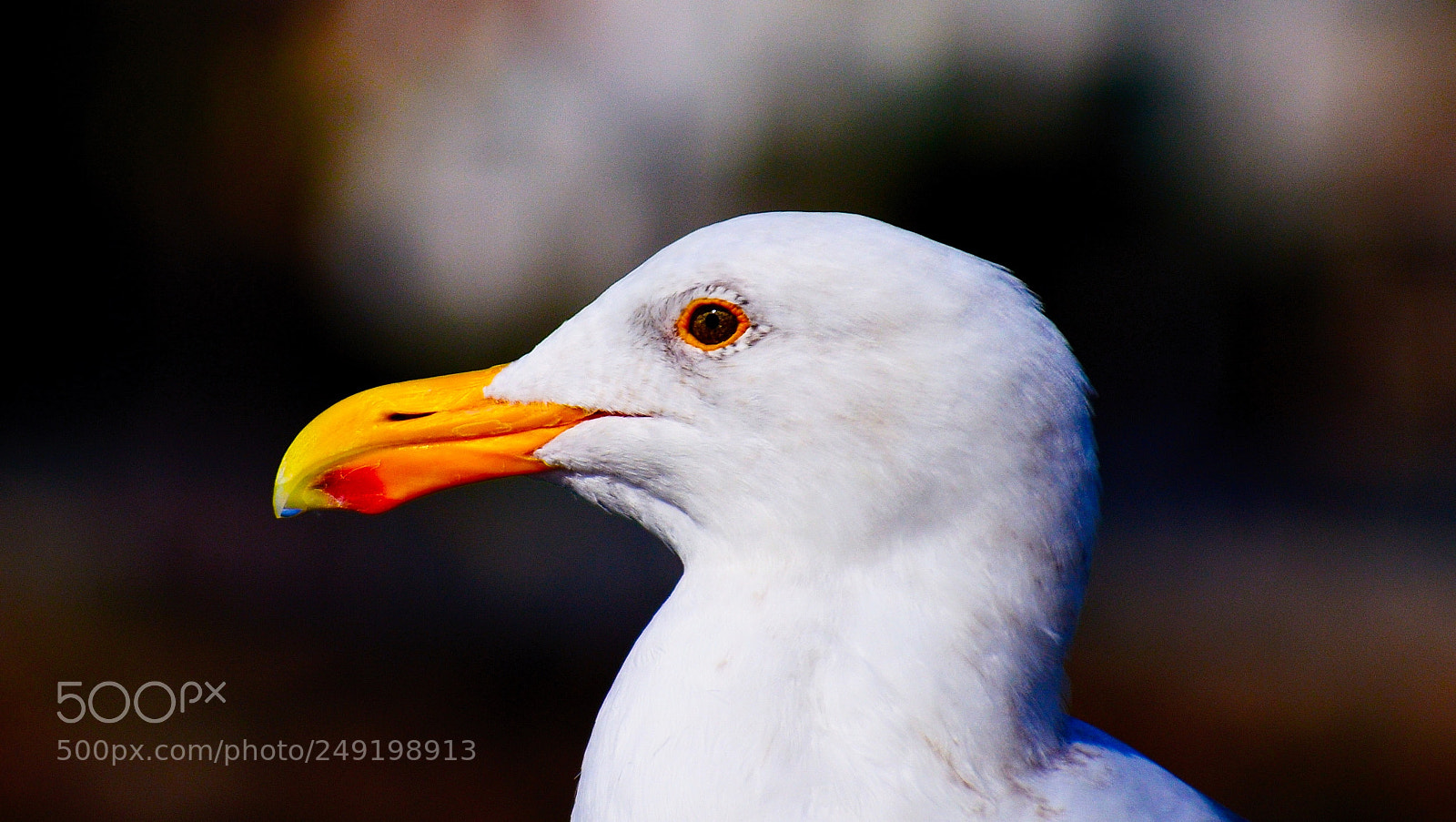 Nikon D7200 sample photo. Seagull portrait two photography