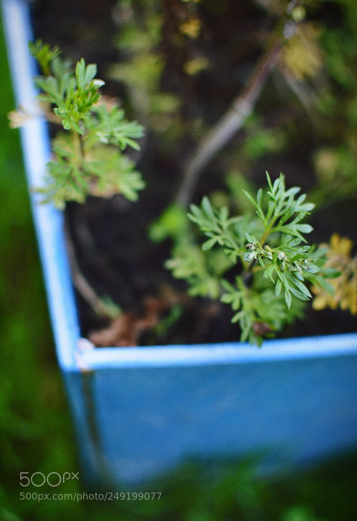 Nikon D3200 + Nikon AF-S DX Nikkor 35mm F1.8G sample photo. *** photography