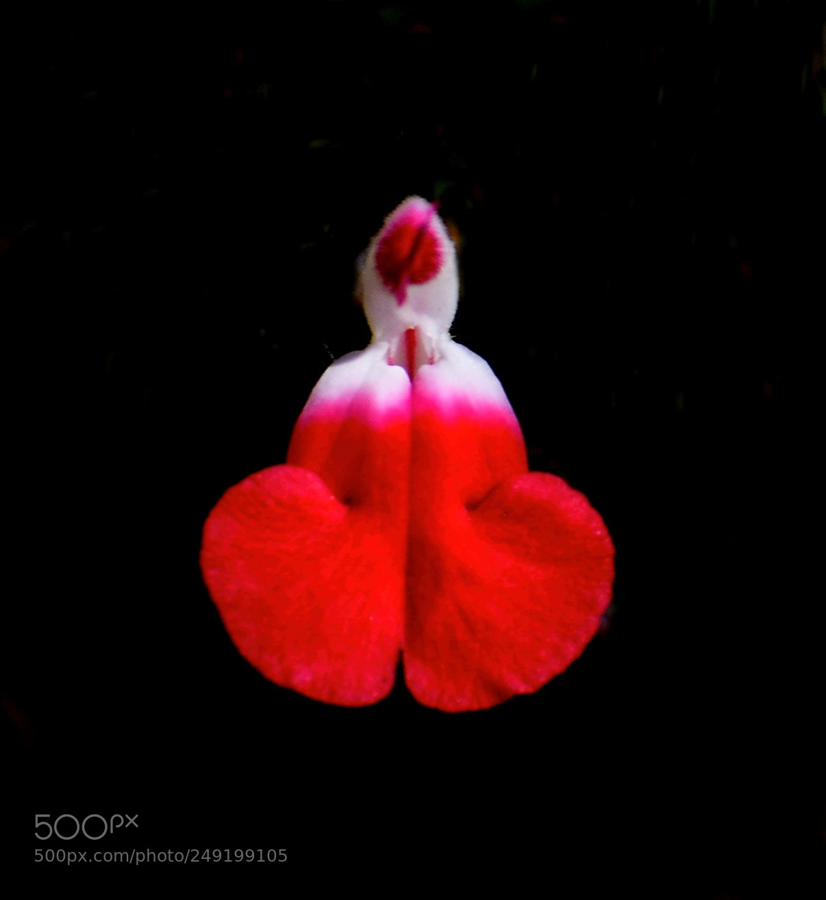 Nikon D7200 sample photo. Red heart flower photography