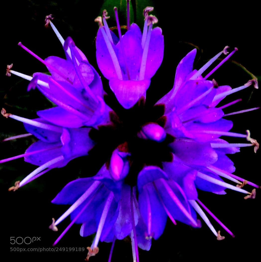 Nikon D7200 sample photo. Purple flower photography