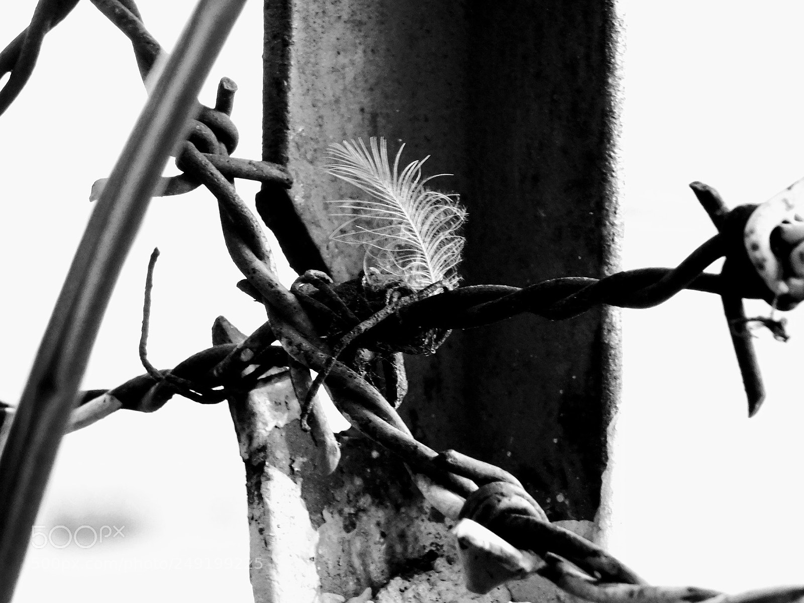 Nikon Coolpix B500 sample photo. Hope clings on photography