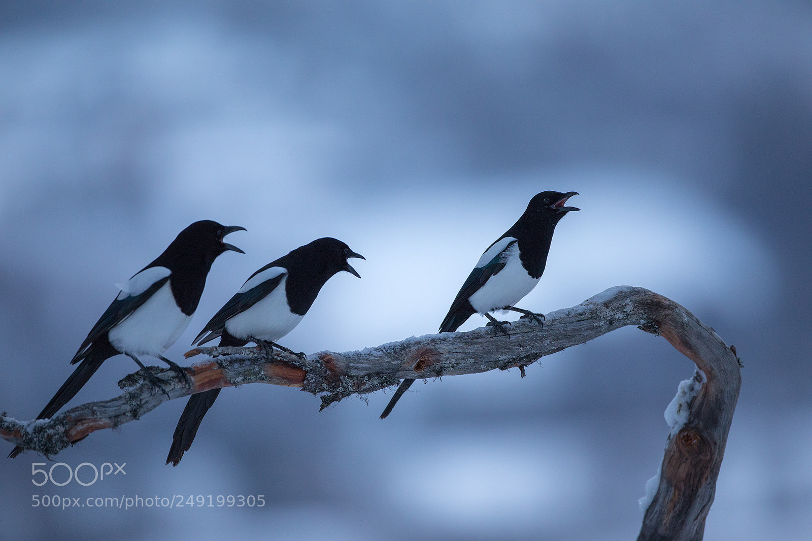 Canon EOS 5D Mark IV sample photo. Magpie shouts before the photography