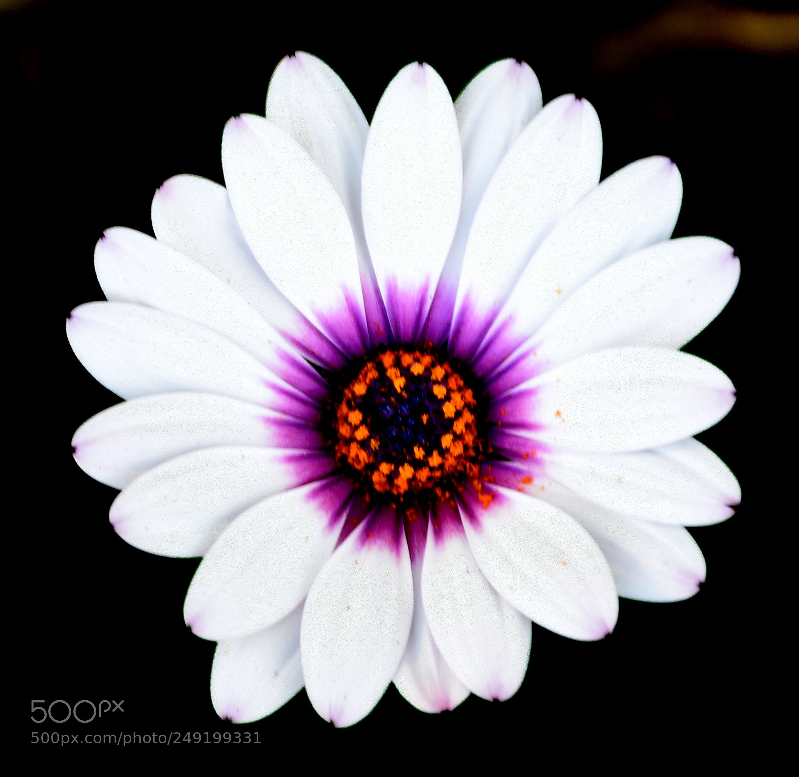 Nikon D7200 sample photo. A nice white and photography