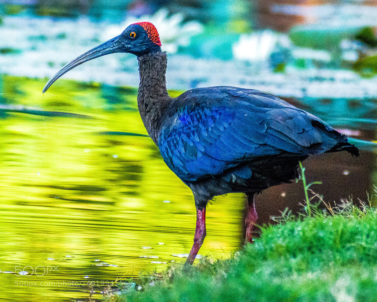Nikon D5300 sample photo. Red-naped ibis photography