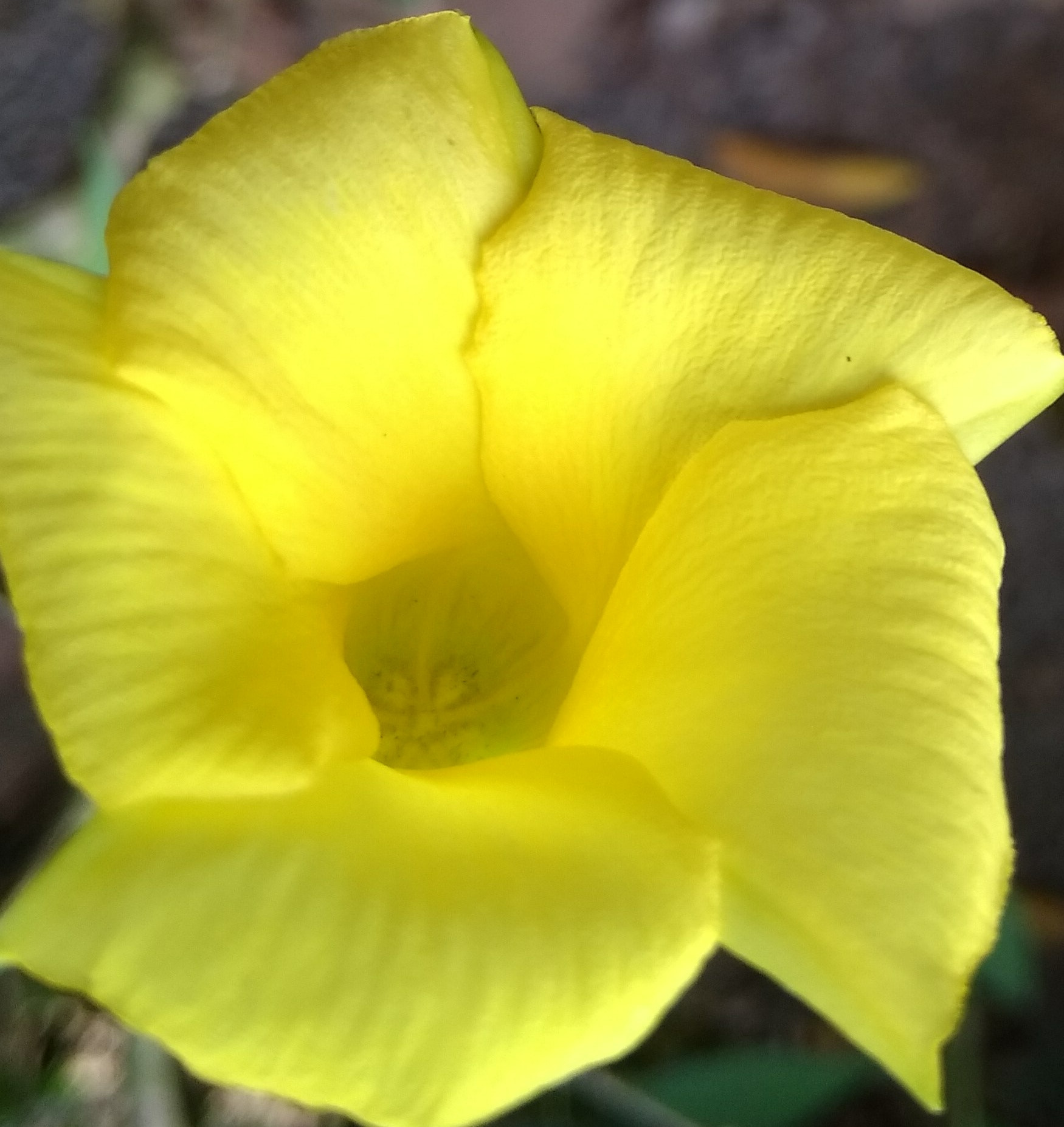 Xiaomi MI MAX sample photo