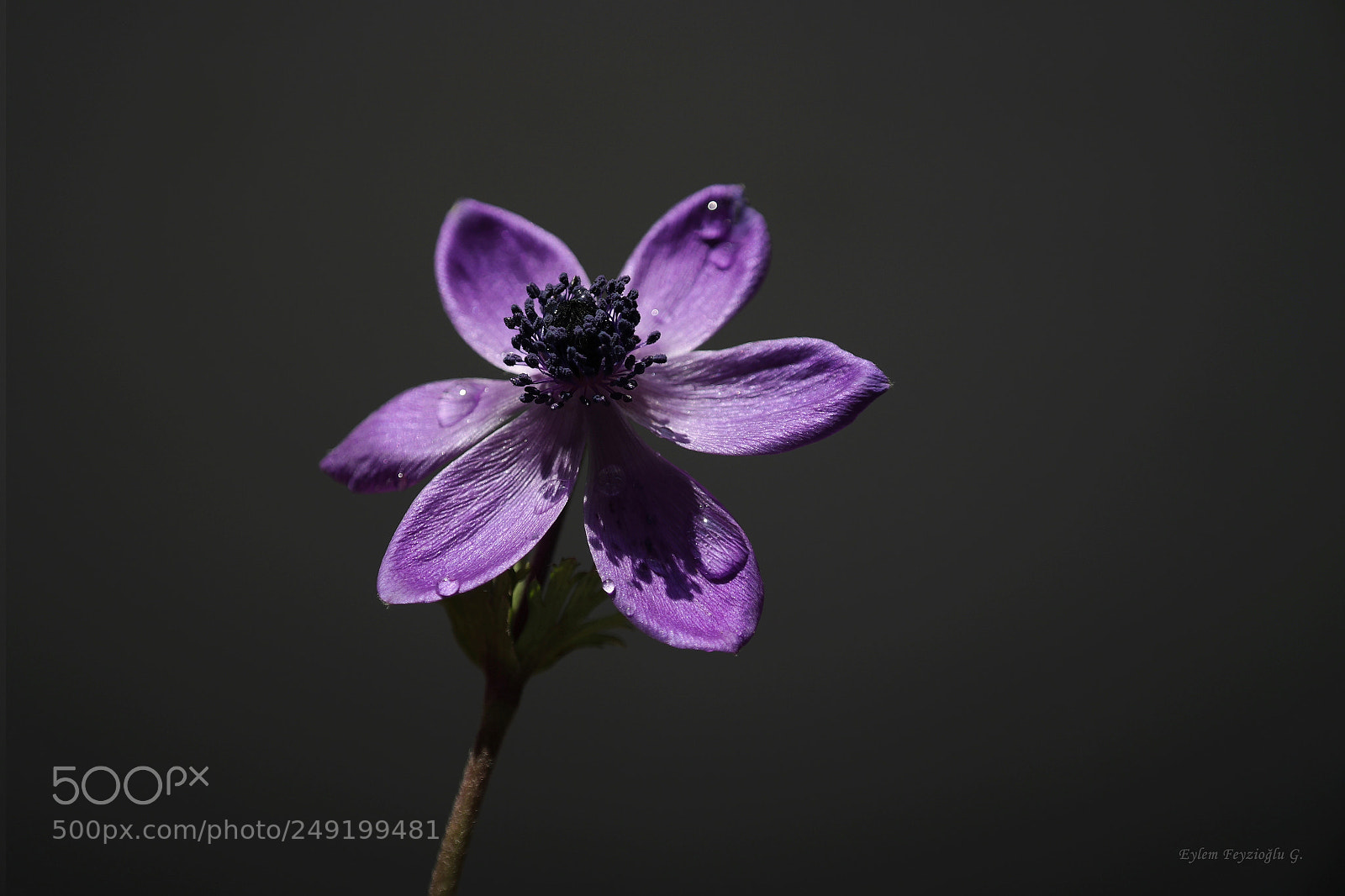 Samsung NX2000 sample photo. Anemone photography