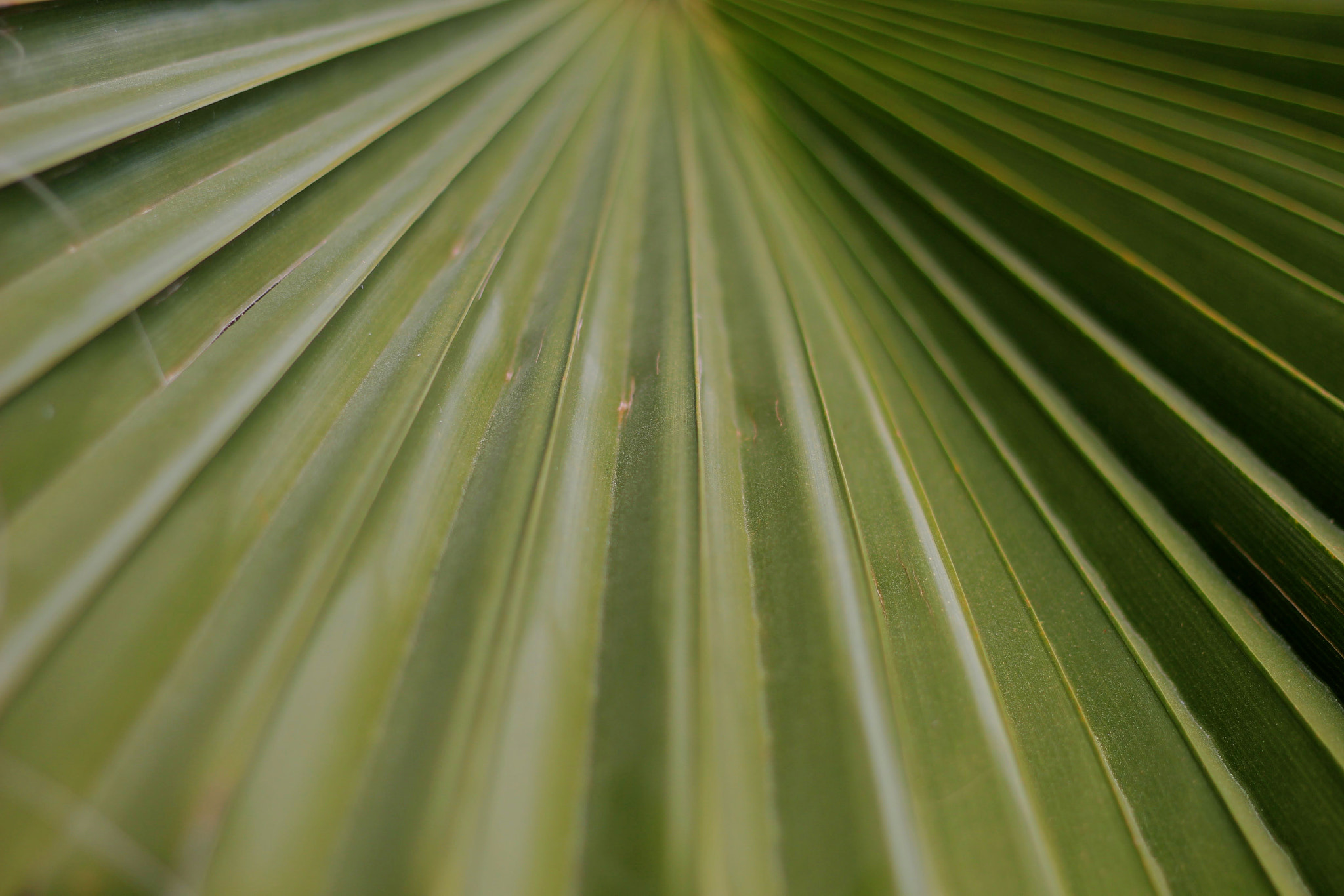 Canon EOS 700D (EOS Rebel T5i / EOS Kiss X7i) + Canon EF 50mm F1.8 II sample photo. Palm tree photography