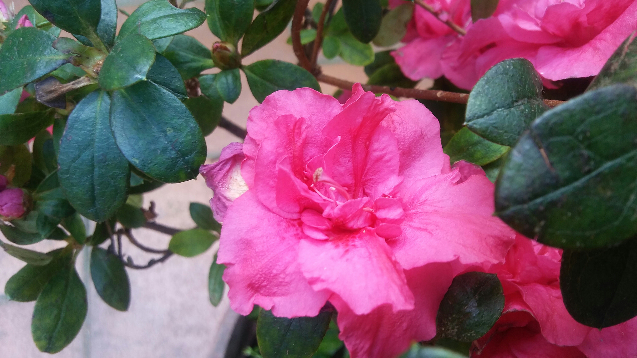 LG K10 sample photo. Azalea photography