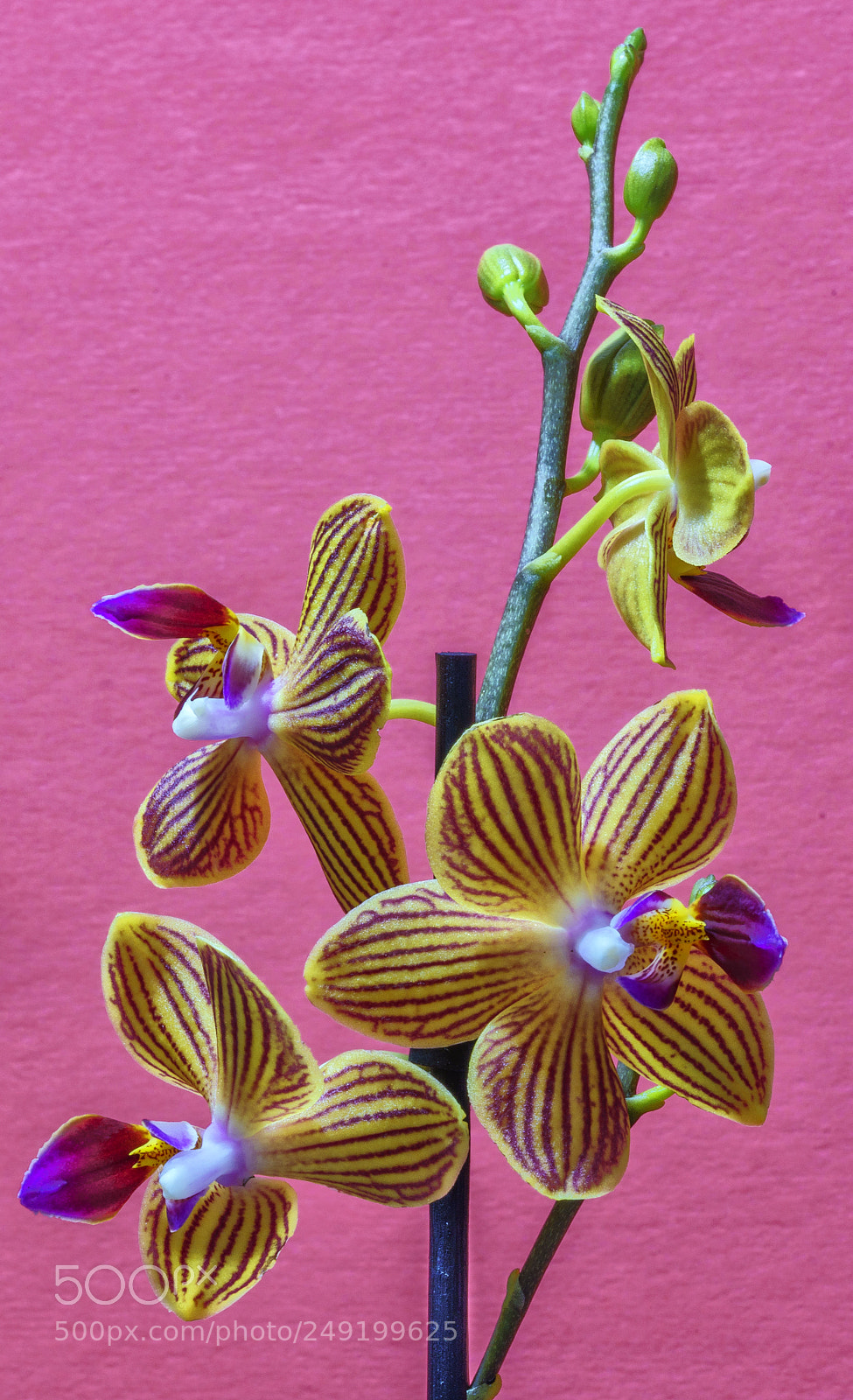 Sony a7R II sample photo. Orchids... photography