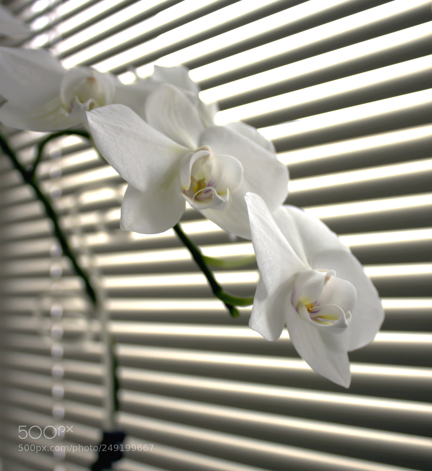 Canon EOS 600D (Rebel EOS T3i / EOS Kiss X5) sample photo. White orchid photography