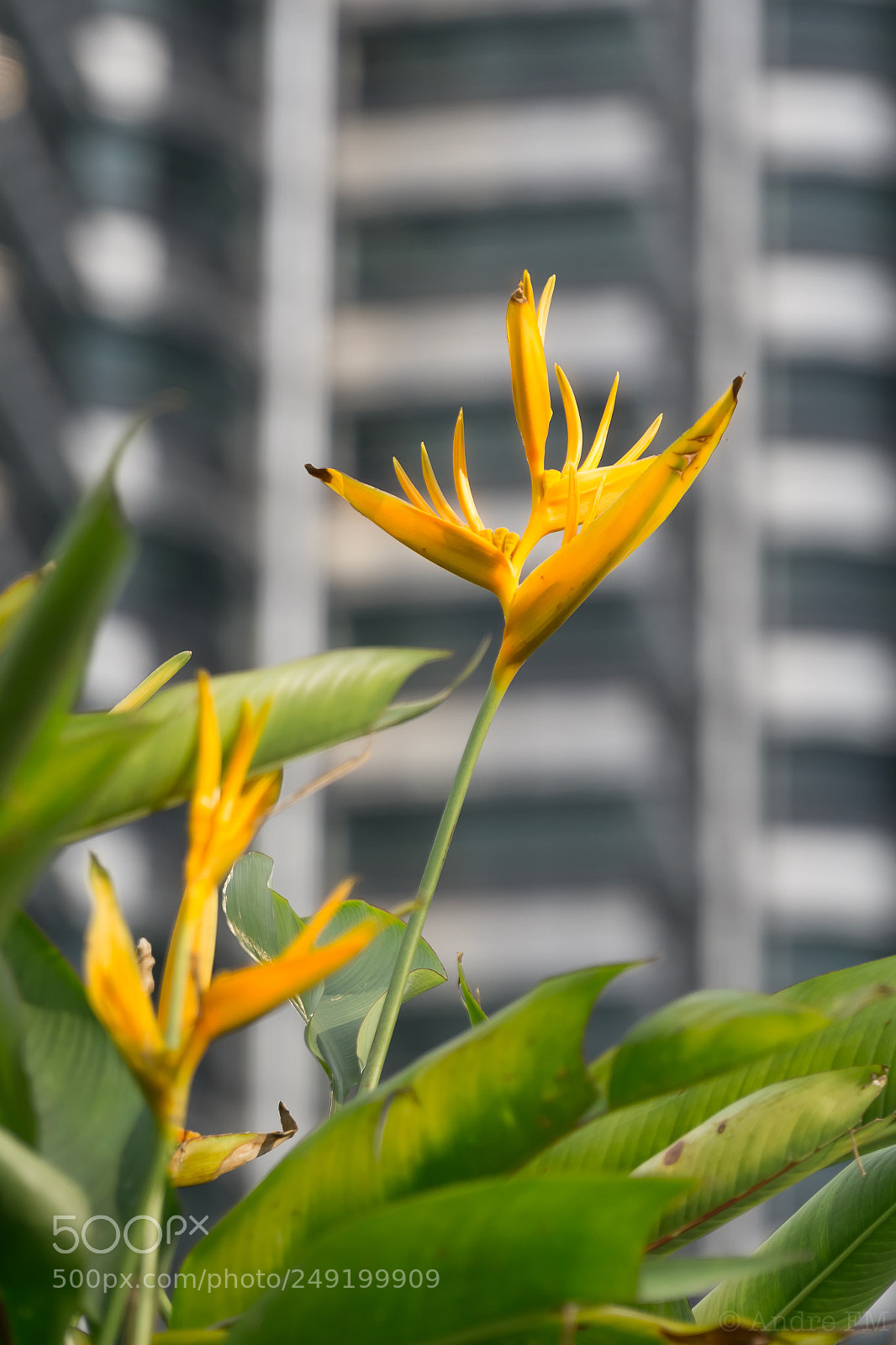 Sony a6000 sample photo. Petronas towers front garden. photography