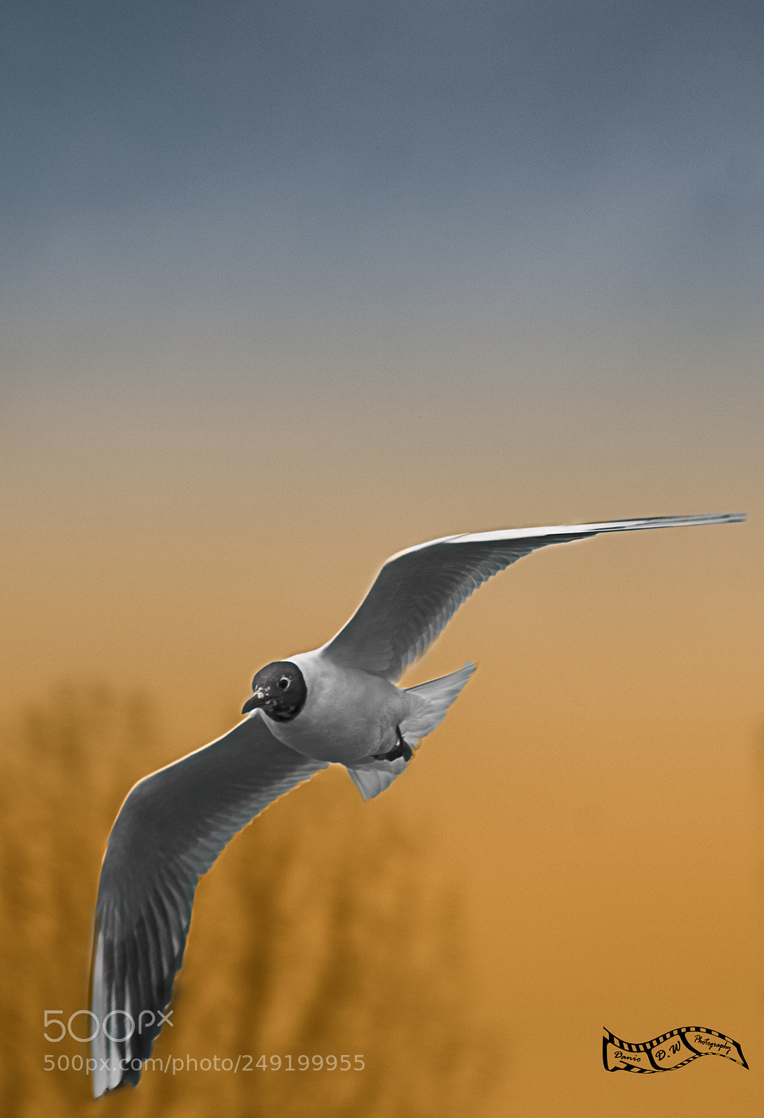 Pentax K-5 sample photo. Predacious... photography