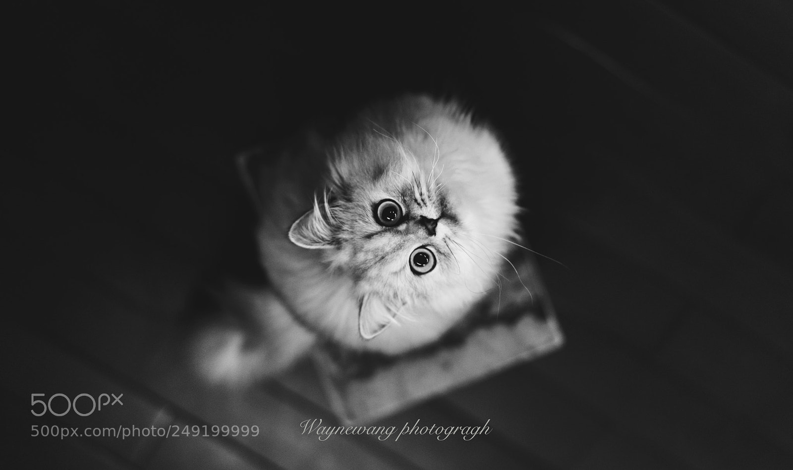 Sony a7 II sample photo. The cat photography