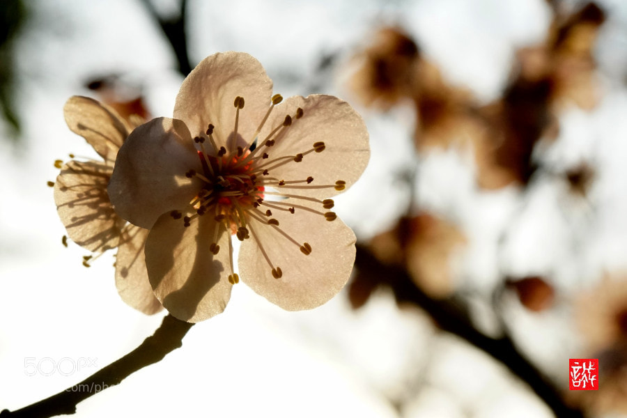 Sony a6500 sample photo. Apricots 0313 photography
