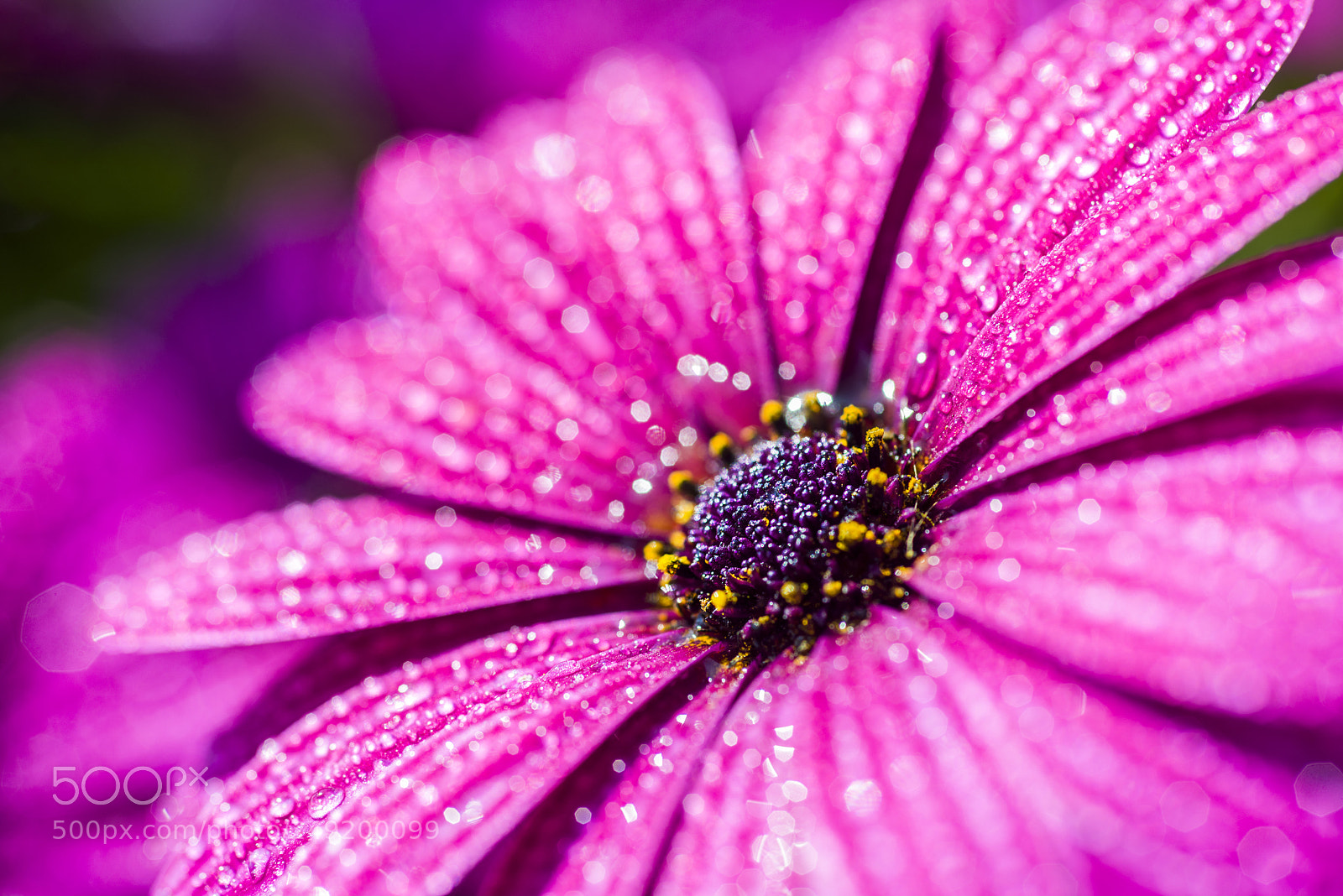 Nikon D800E sample photo. Butterfly photography